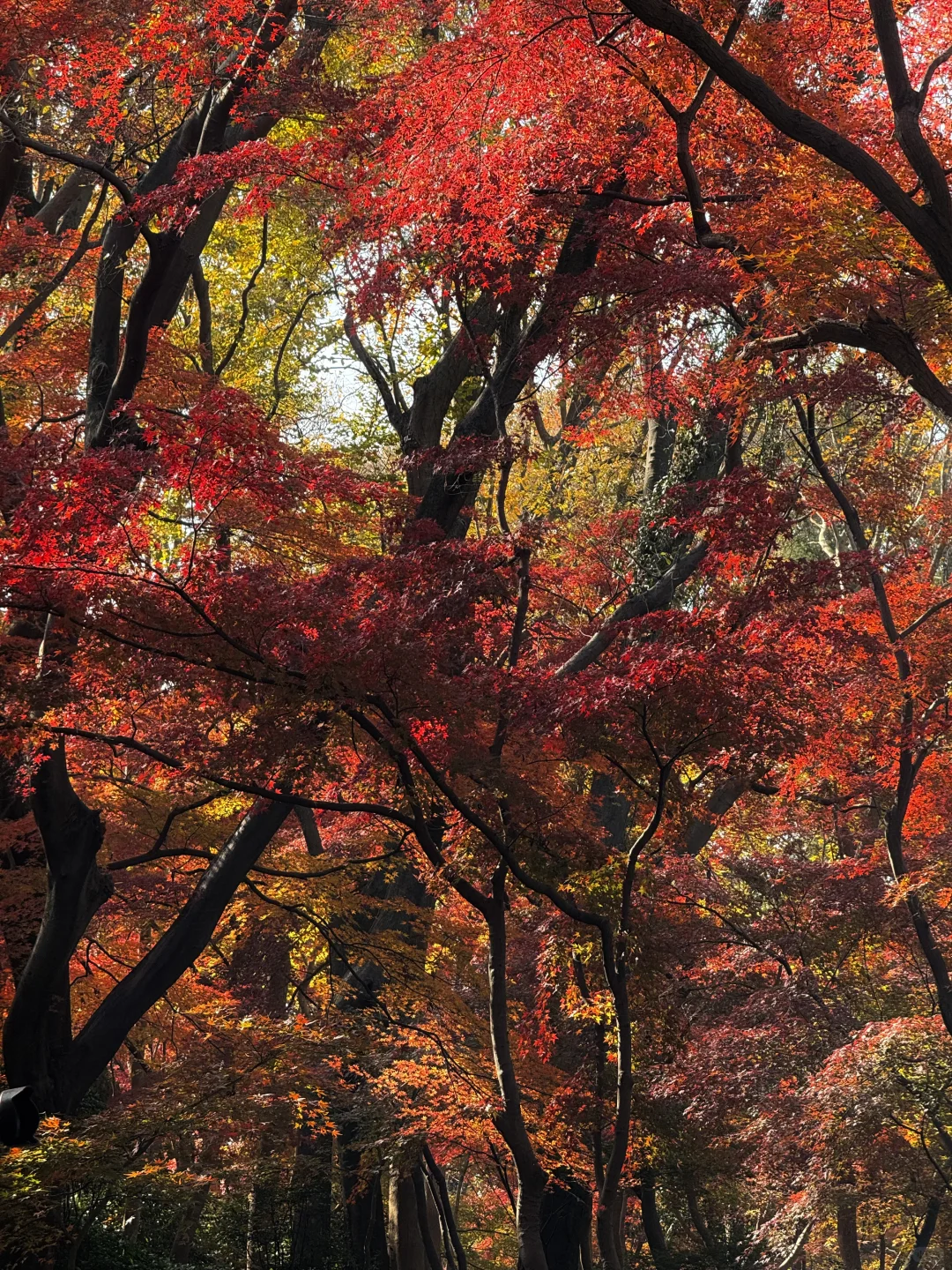 11.28实况！不在京都 在南京🍁枫叶美哭了🥹