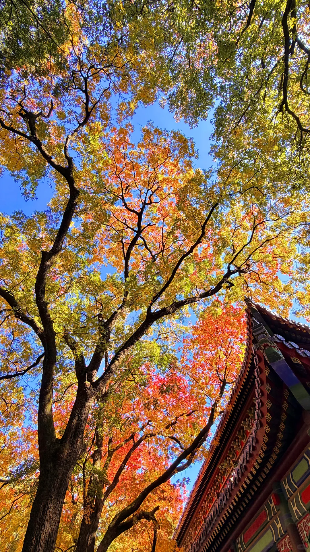 南京灵谷寺，苦等一年，终于看到了彩虹树！！！！