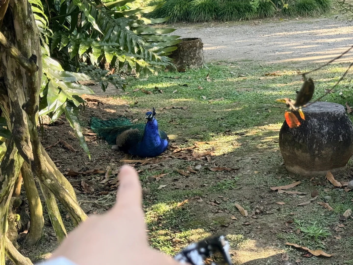 一天半芒市游玩体验～