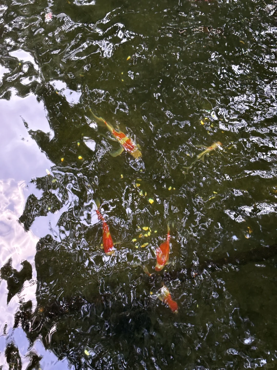 为了这1️⃣8️⃣张照片，特意去了一趟杭州…