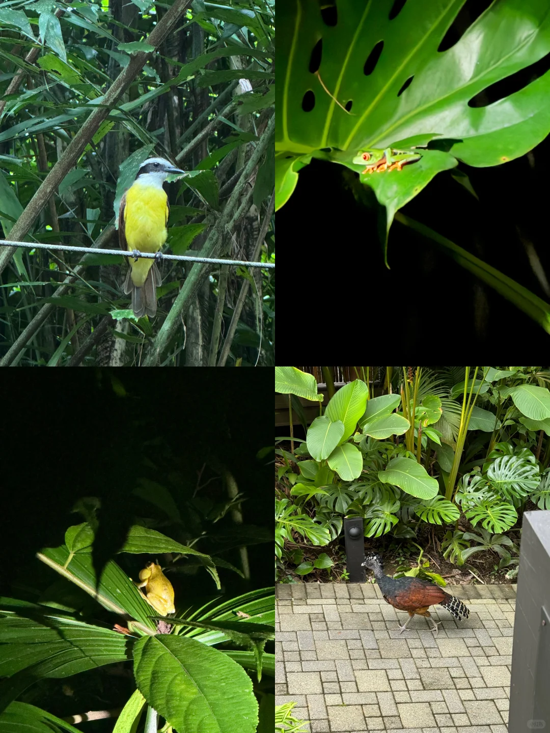 在哥斯达黎加住进了热带雨林是什么感受！