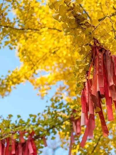 益阳藏着2000多岁的银杏王🍂惊艳整个深秋