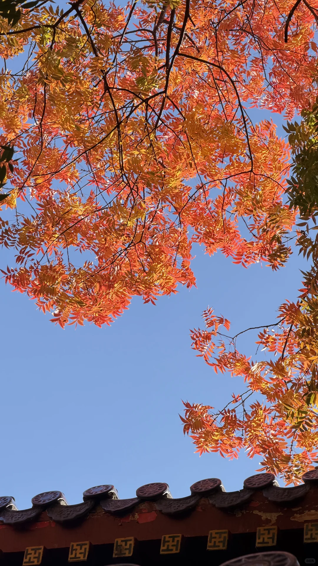 南京灵谷寺，苦等一年，终于看到了彩虹树！！！！