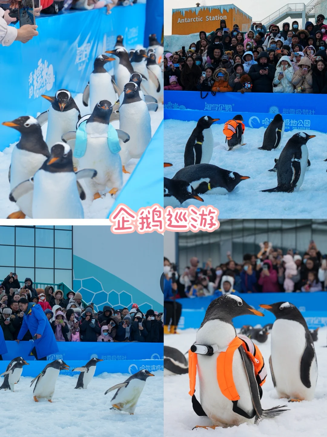 在冰城邂逅冬日童话❄️哈尔滨旅游攻略❗️