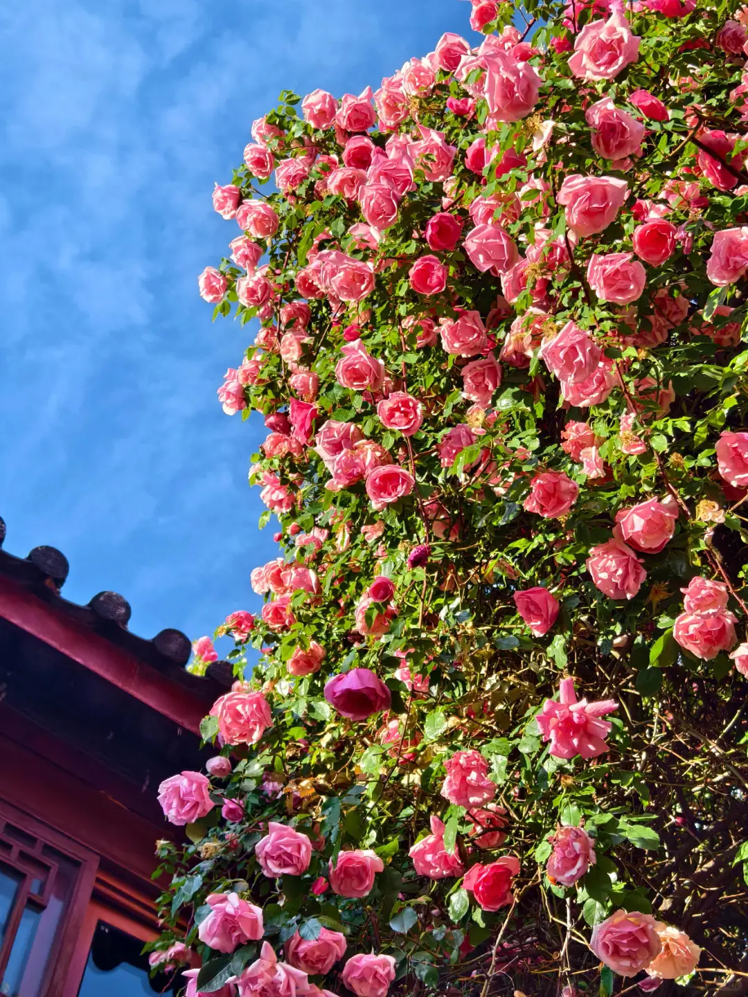 5.20🎈云南已回 暑假路线大公开❗gogogo