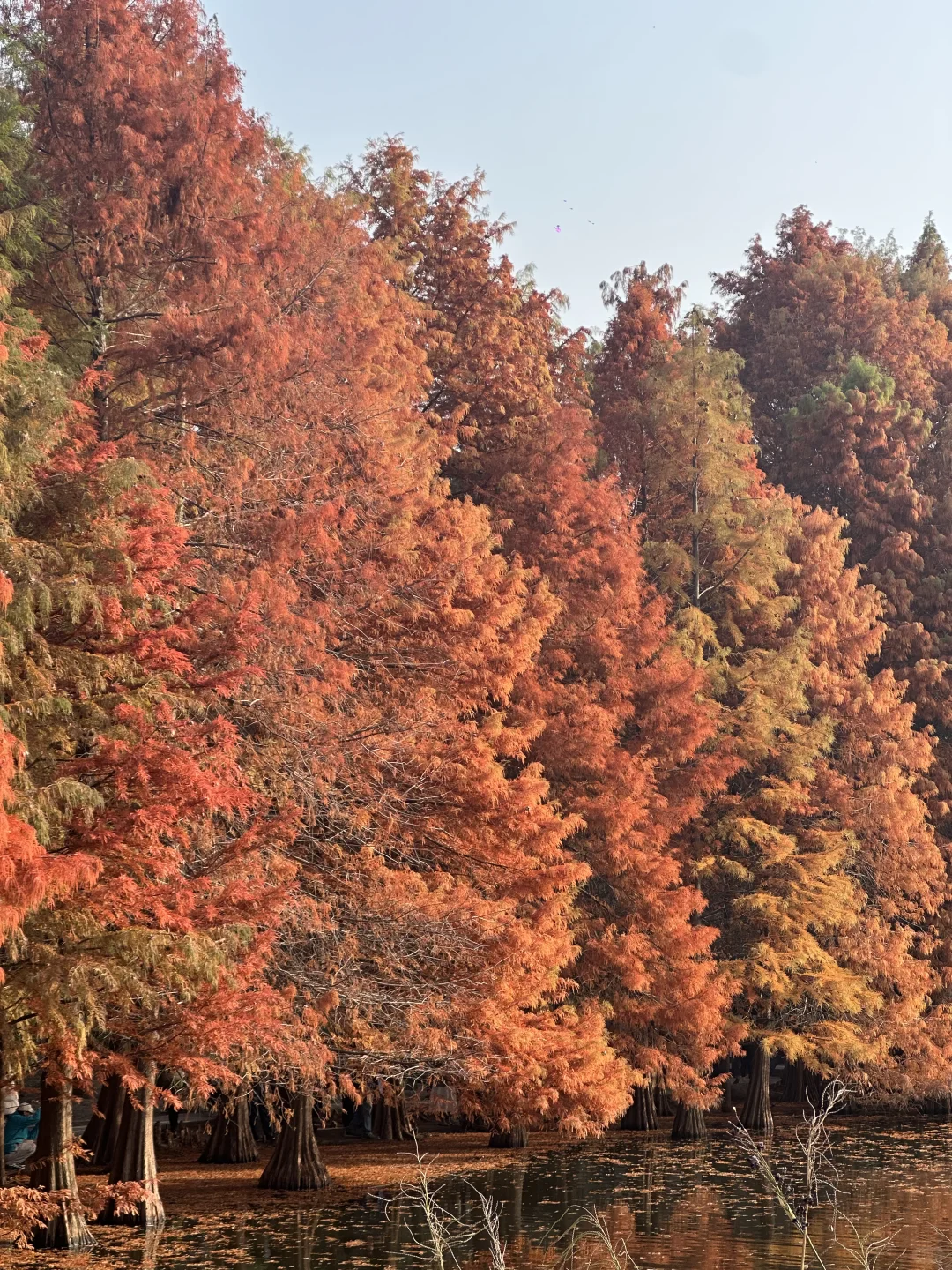 明孝陵3号门最快免费入园攻略