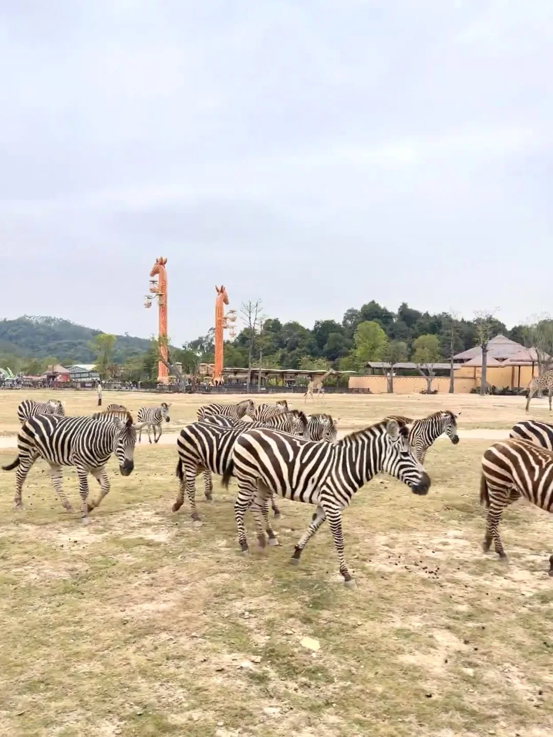 宝妈狂喜‼️清远长隆3人畅玩低至￥948🔥