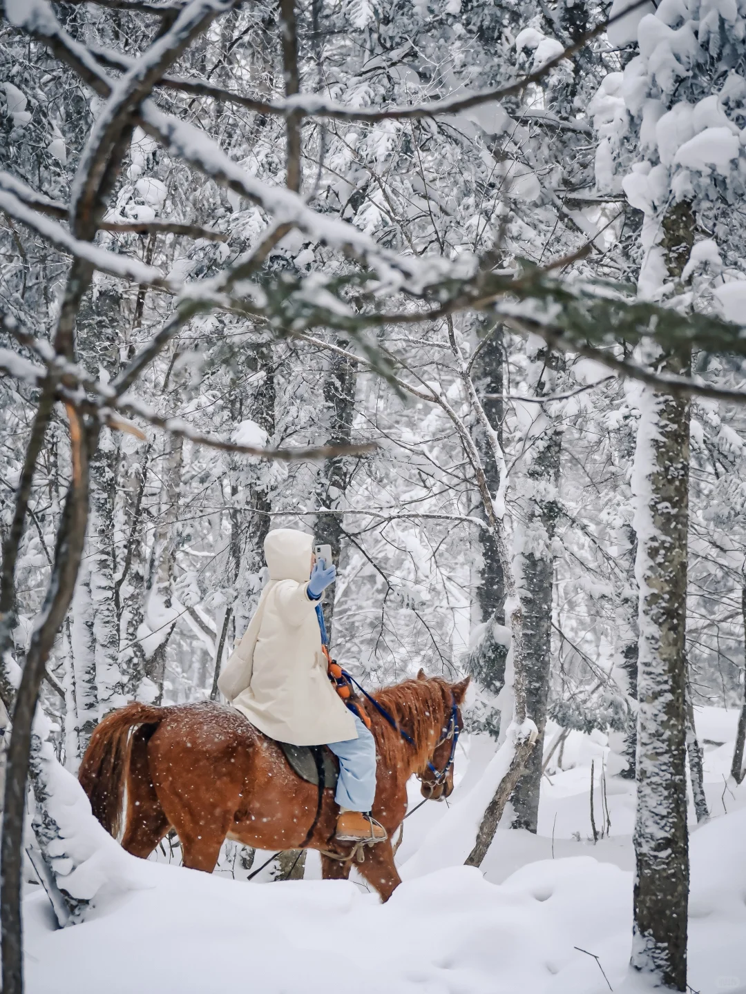比肩阿尔卑斯，南方人的冬季必玩，3个字