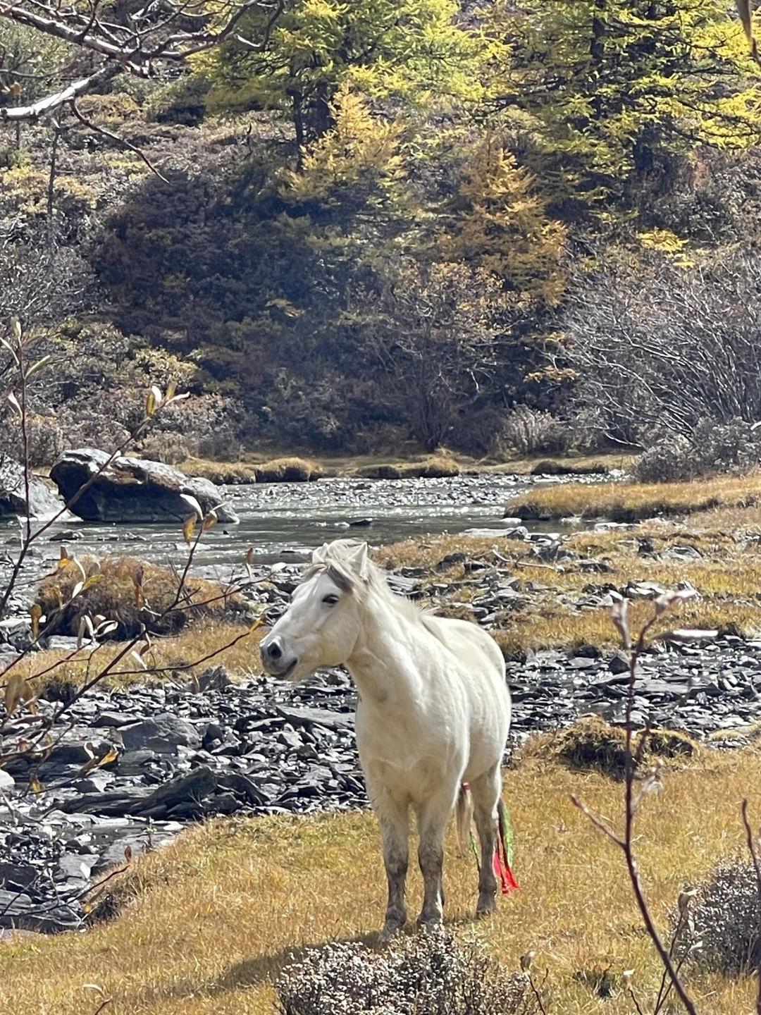 稻城亚丁的秋天，是上帝打翻的调色盘！🏔️