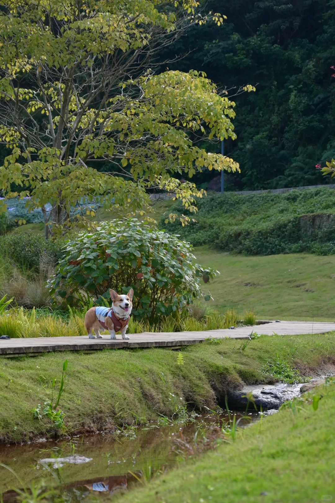 广州从化｜天人山水｜周末遛狗