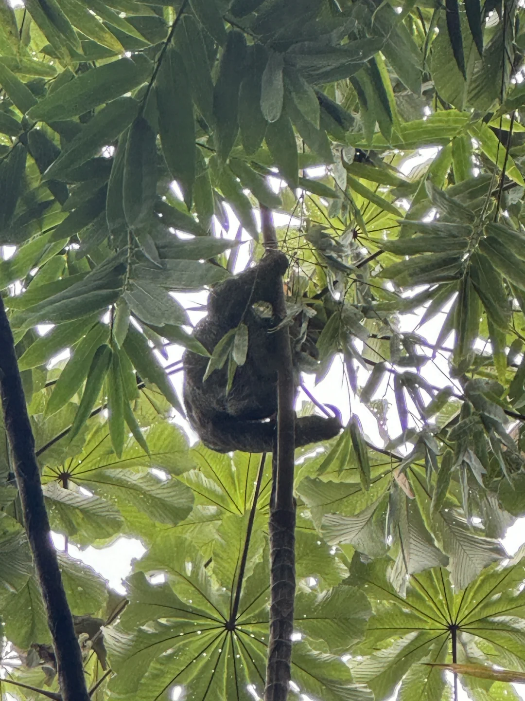 在哥斯达黎加住进了热带雨林是什么感受！