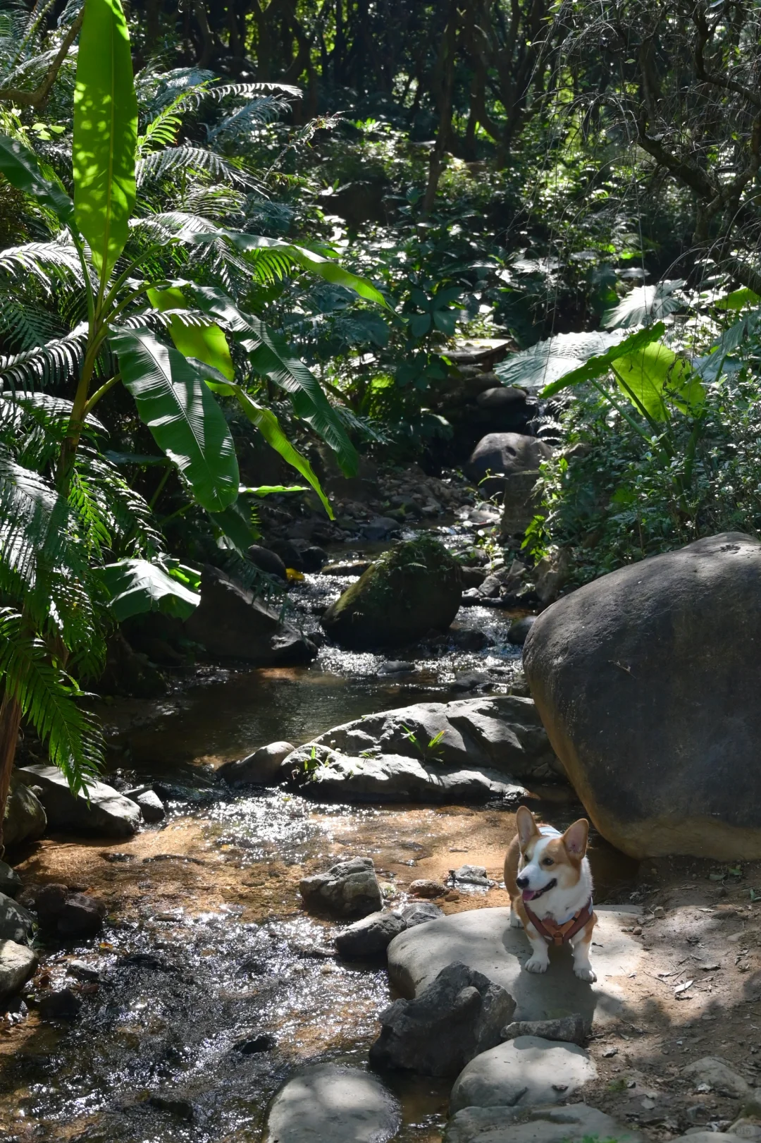 广州从化｜天人山水｜周末遛狗