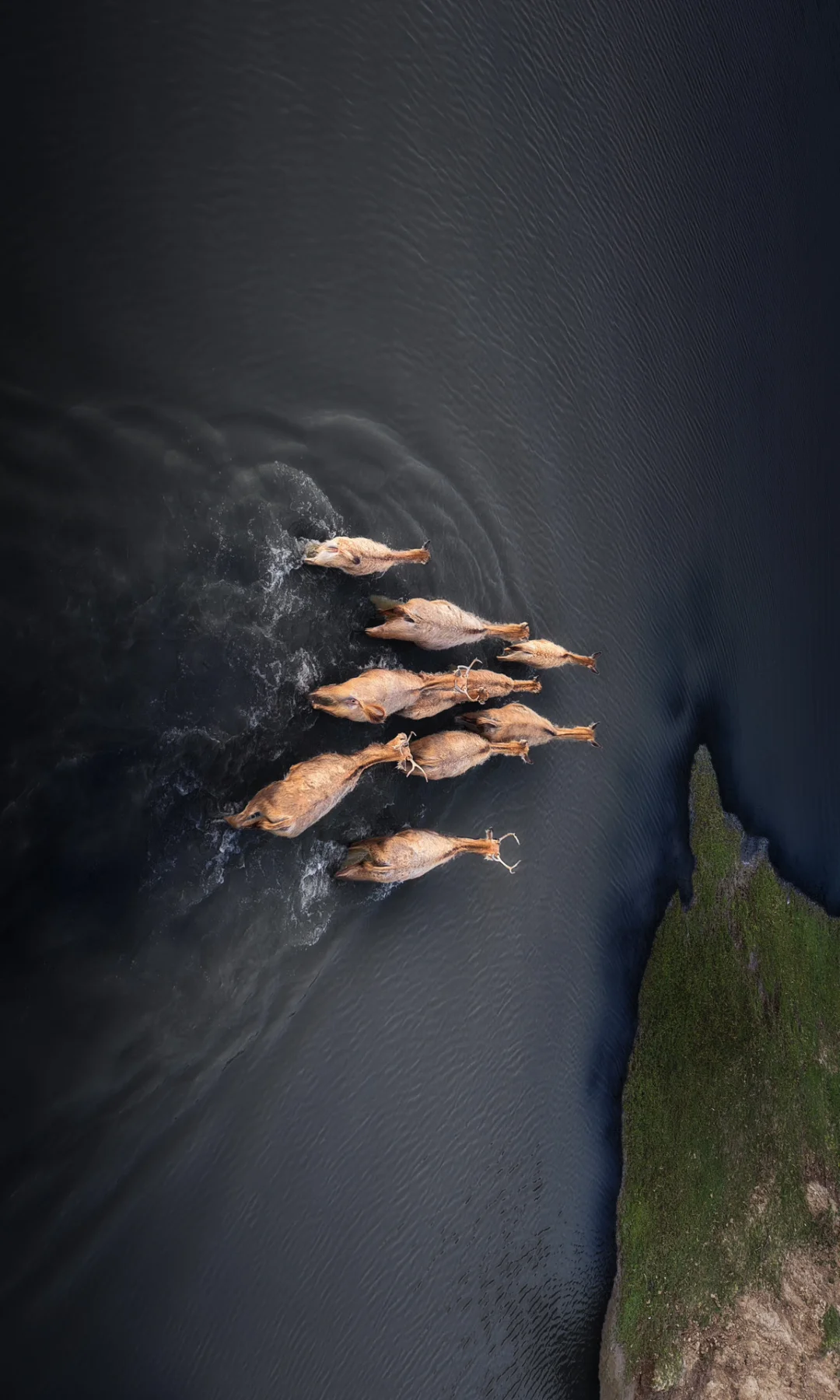 周末去了趟盐城，朋友都以为去了肯尼亚