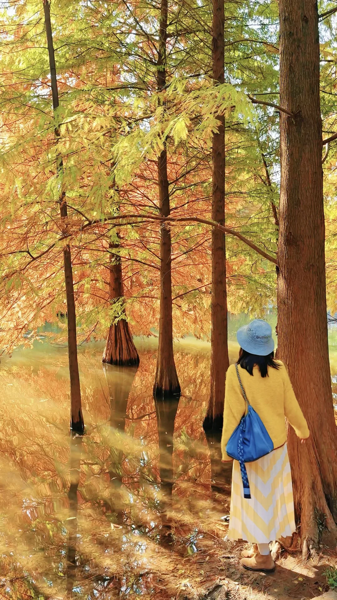 2025.11.13 | 南京落羽杉林杀疯了！！！！！！！！