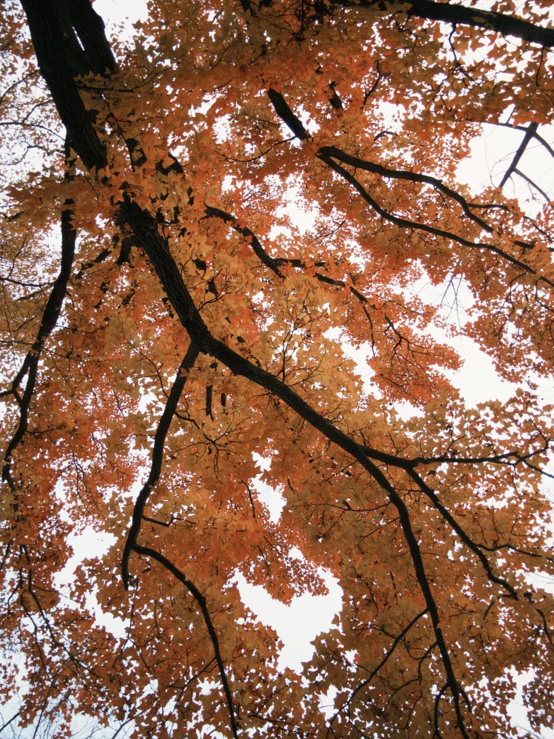 明孝陵3号门最快免费入园攻略