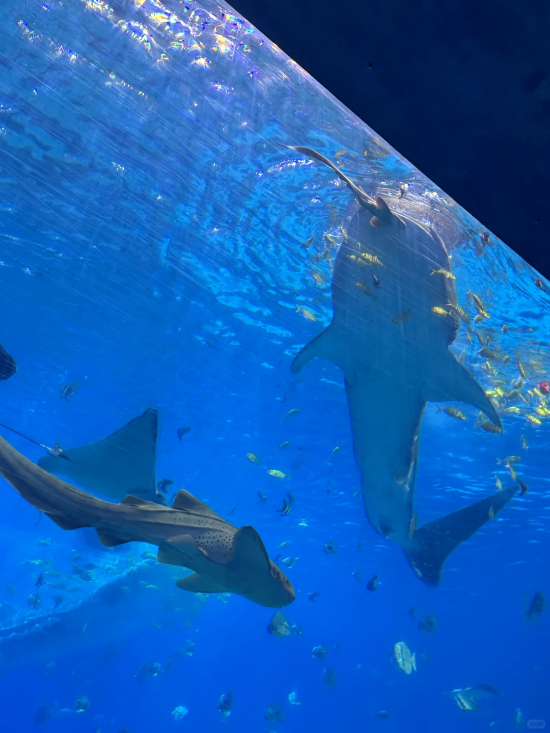 3.8折拿下珠海长隆吃住玩套餐，双11囤好价！