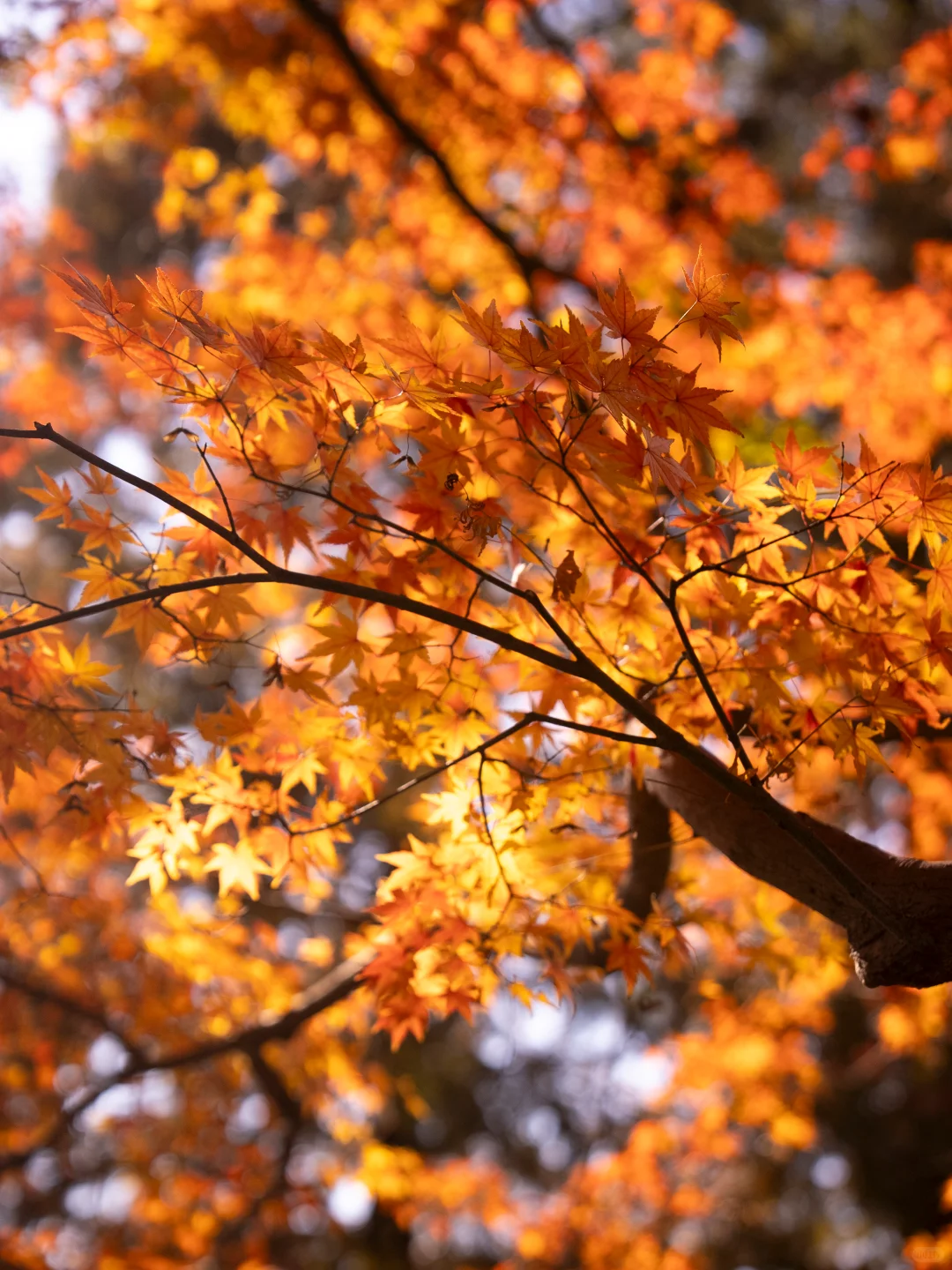 2025.11.20|莫干山的秋天红枫🍁杀疯了‼️