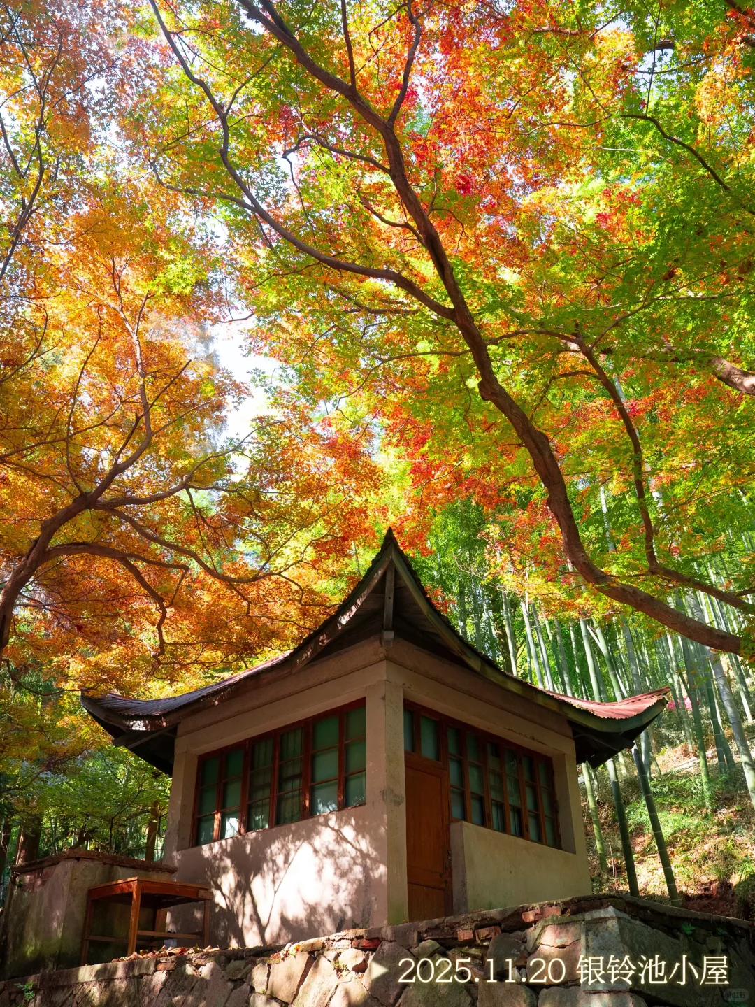 2025.11.20|莫干山的秋天红枫🍁杀疯了‼️