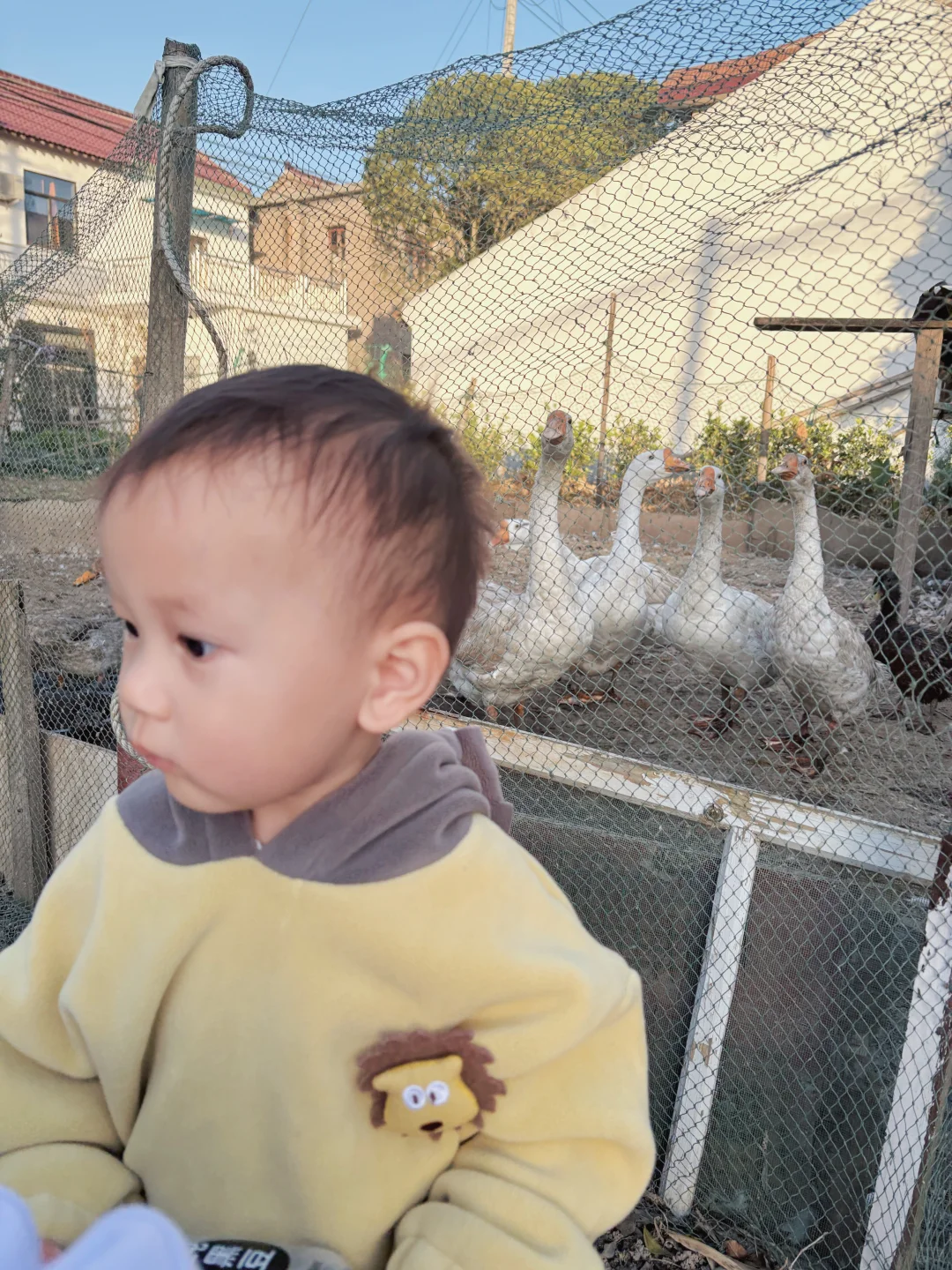 江浙沪遛娃plog崇明吃席一日游西沙湿地公园