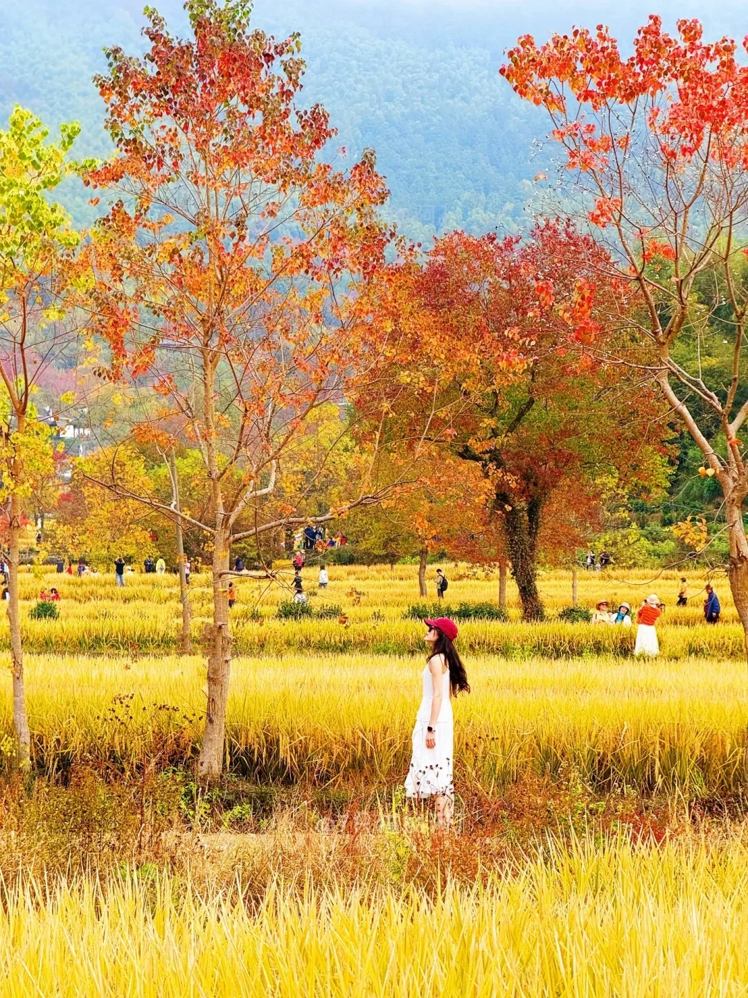 今年11~12月，只带娃去一个地方：徽州赏秋！🤩