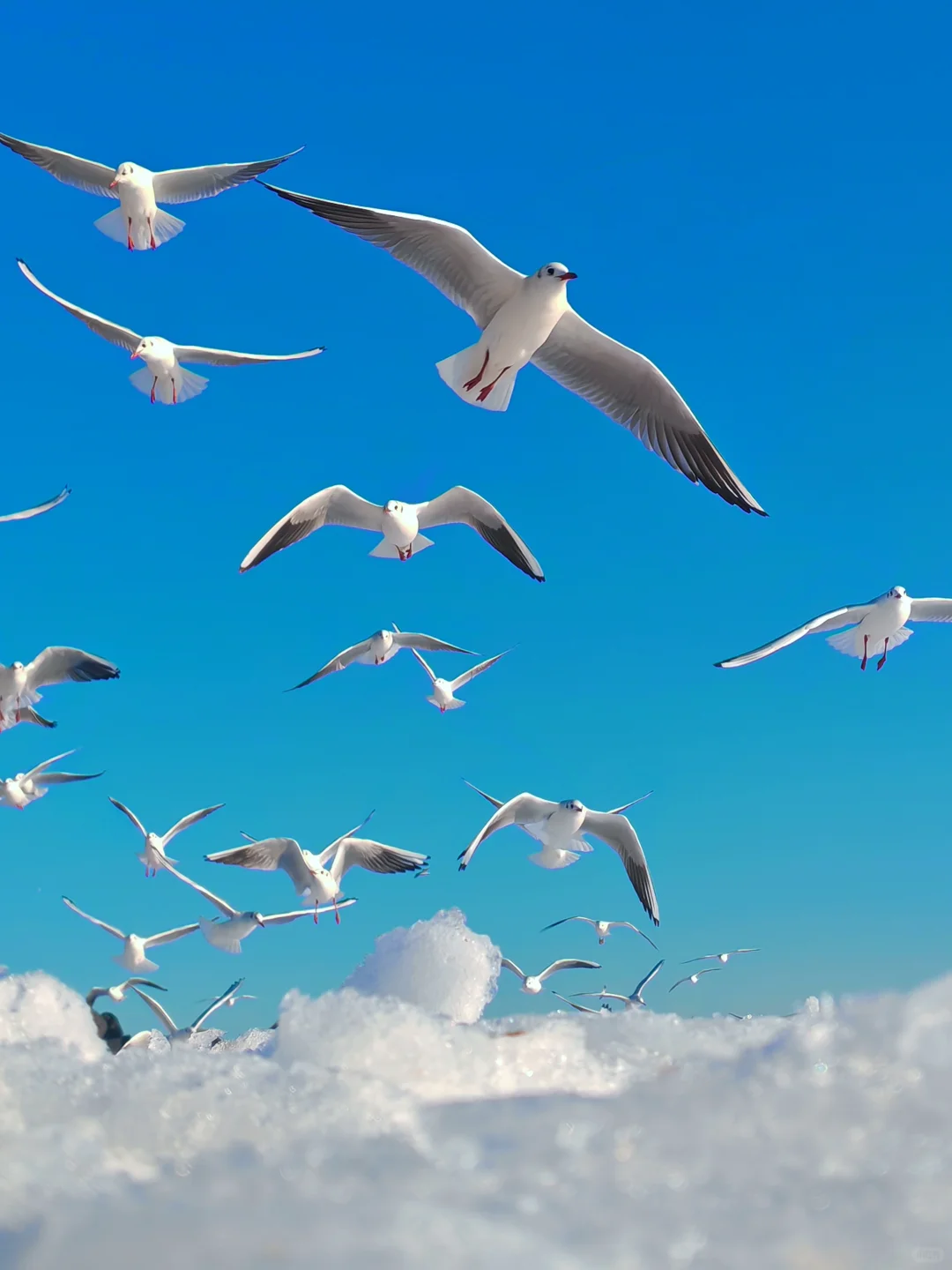 下个月一起去秦皇岛看冰河世纪‼️