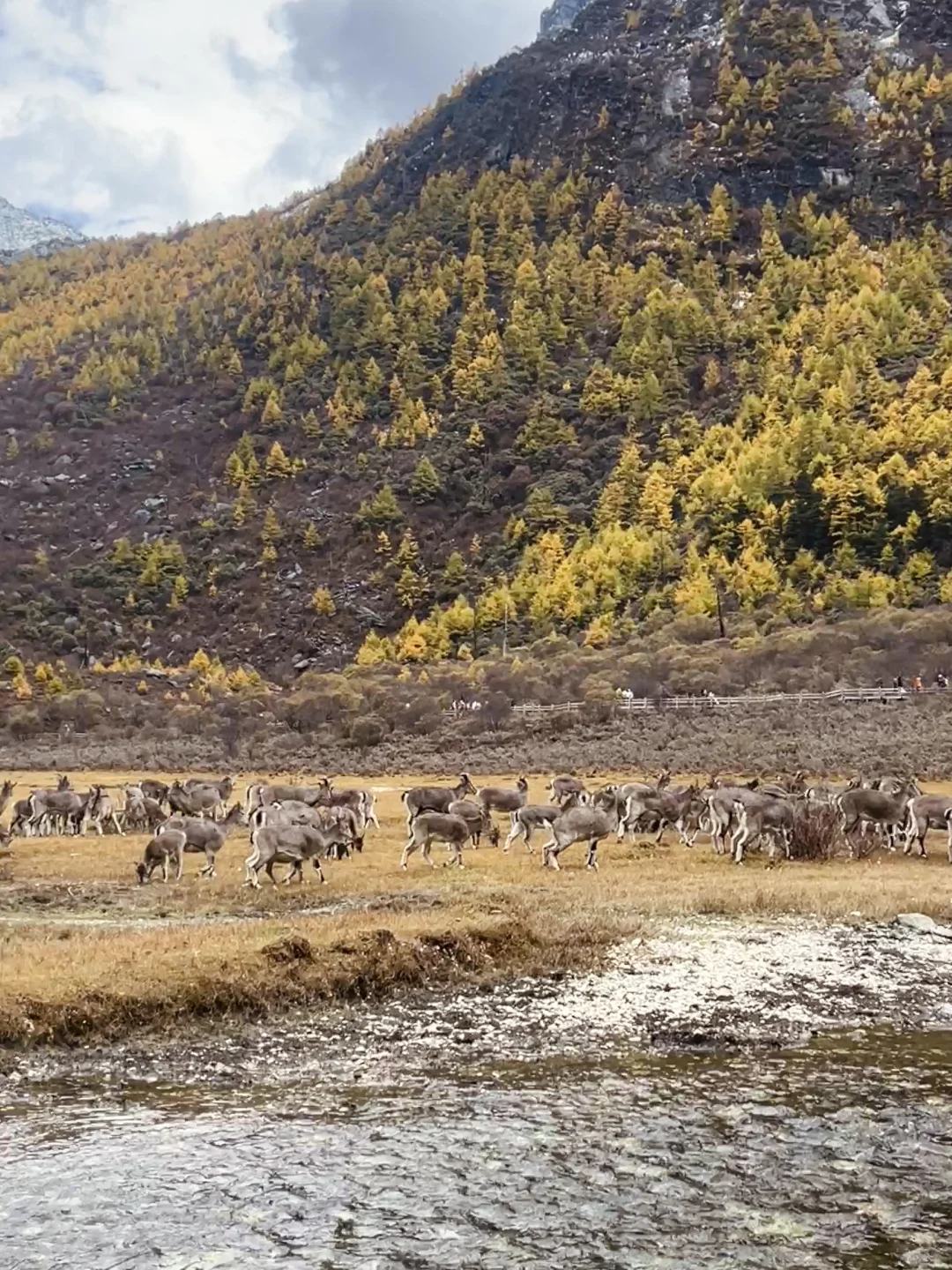 稻城亚丁的秋天，是上帝打翻的调色盘！🏔️