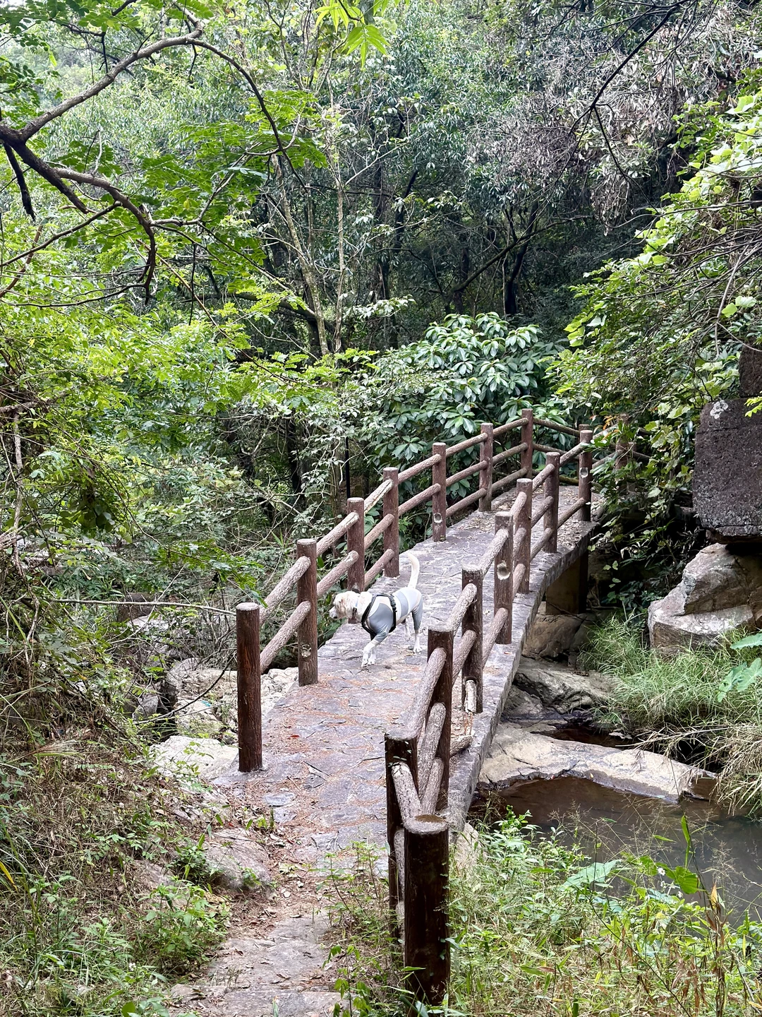 你问我厦门同安遛狗有多爽？ 如图所示！！