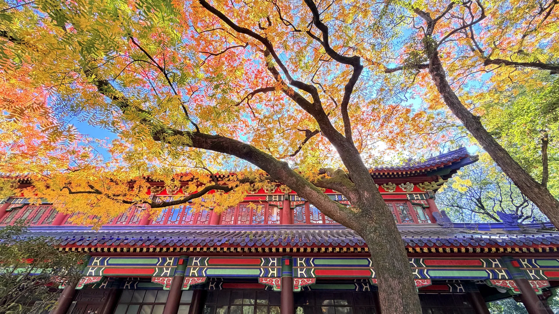 南京灵谷寺，苦等一年，终于看到了彩虹树！！！！