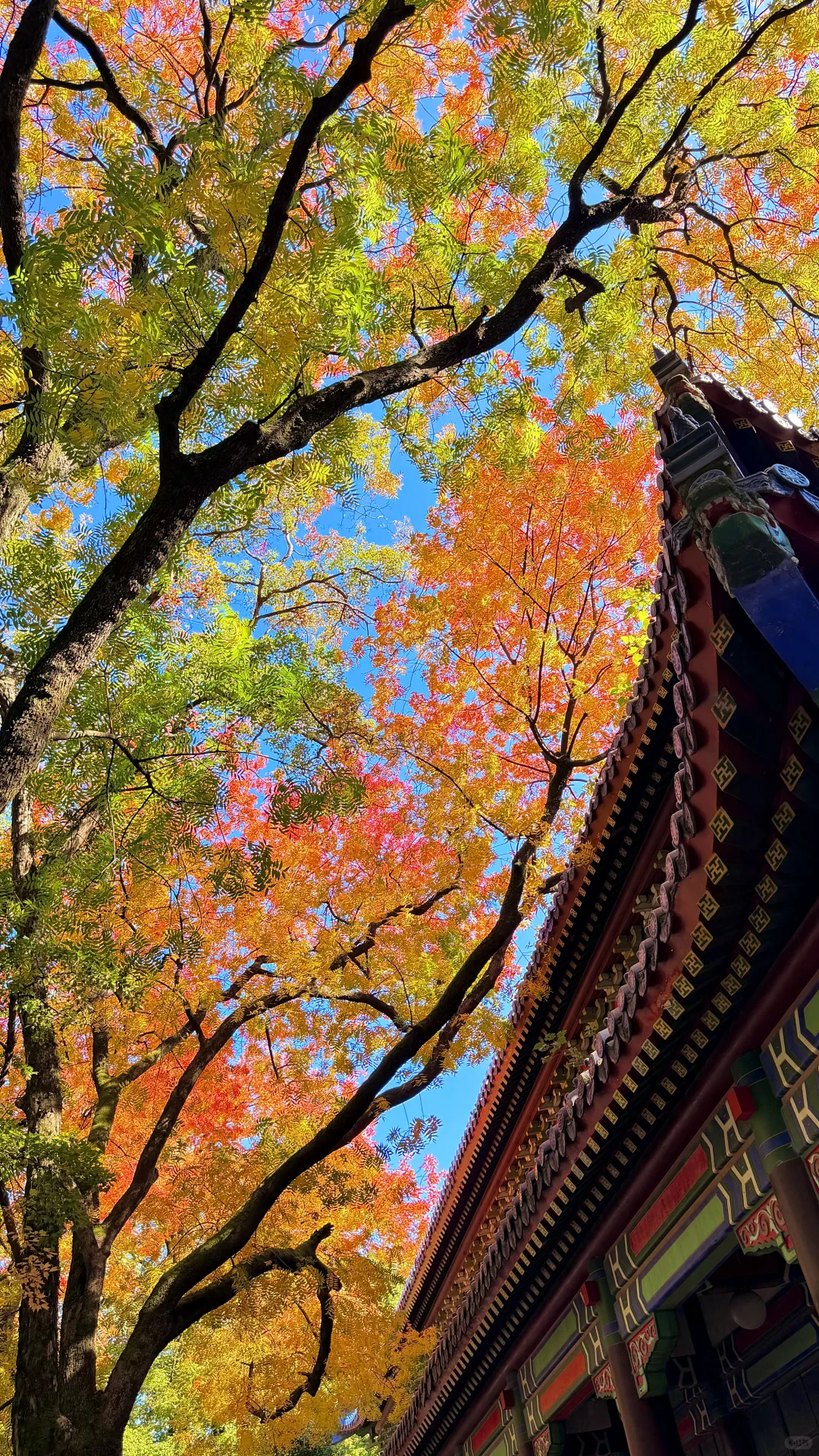 南京灵谷寺，苦等一年，终于看到了彩虹树！！！！