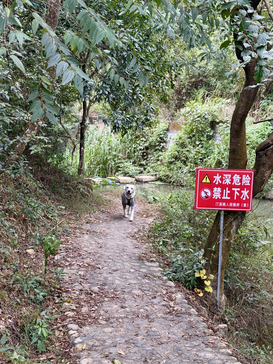 你问我厦门同安遛狗有多爽？ 如图所示！！