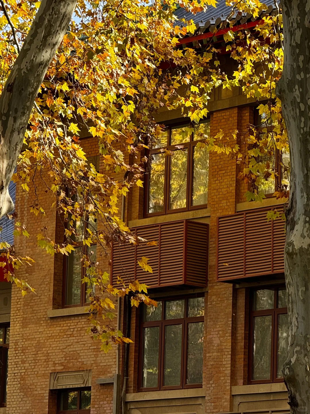 11.28实况！不在京都 在南京🍁枫叶美哭了🥹