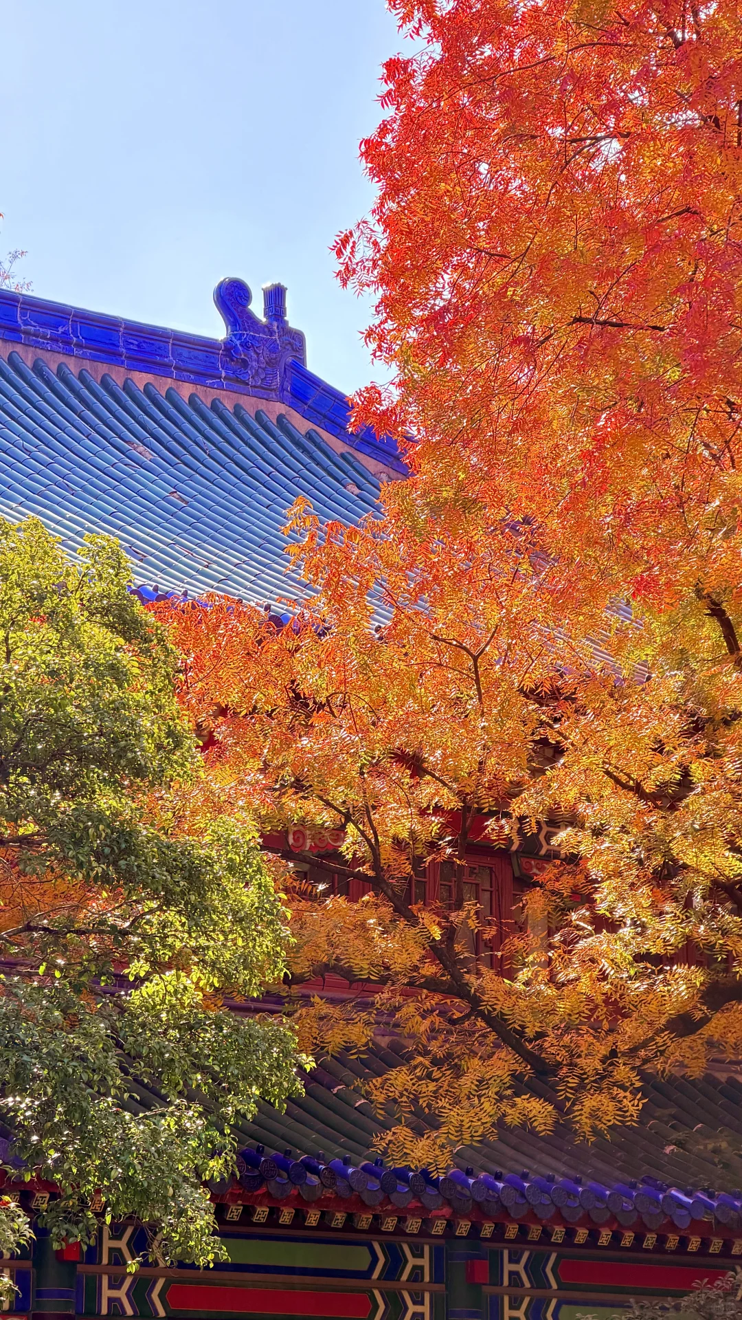 南京灵谷寺，苦等一年，终于看到了彩虹树！！！！