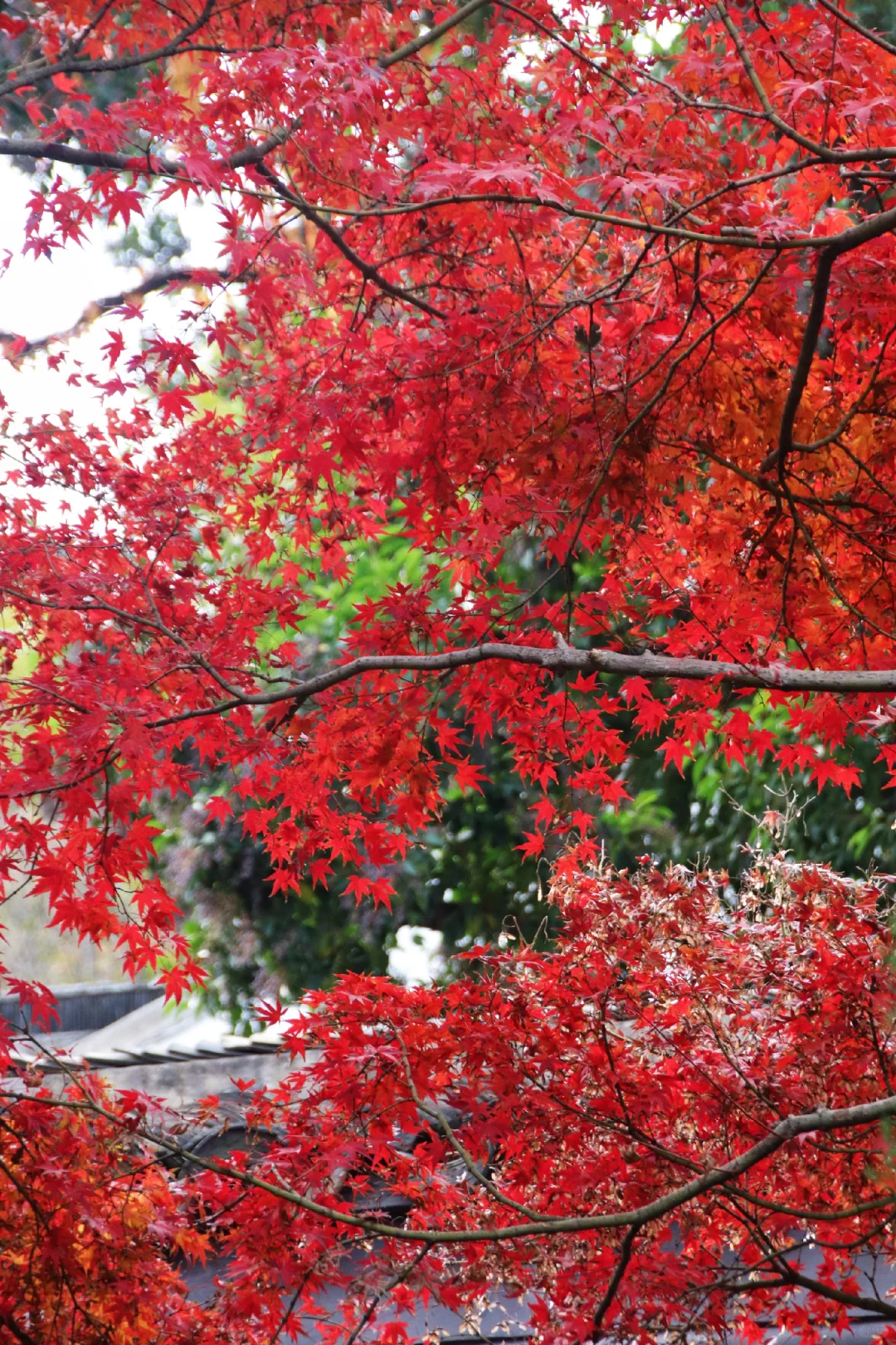 这个季节的惠山古镇，谁来了都要驻足欣赏
