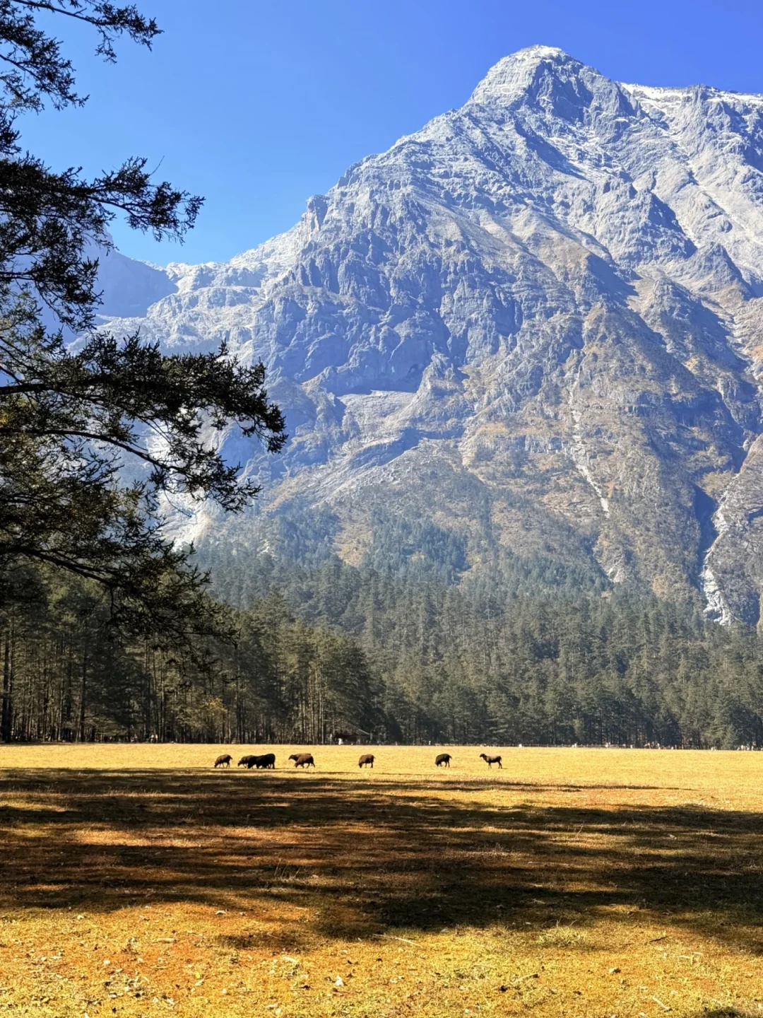 📍 玉龙雪山12.2实况｜一日游丽江往返200+