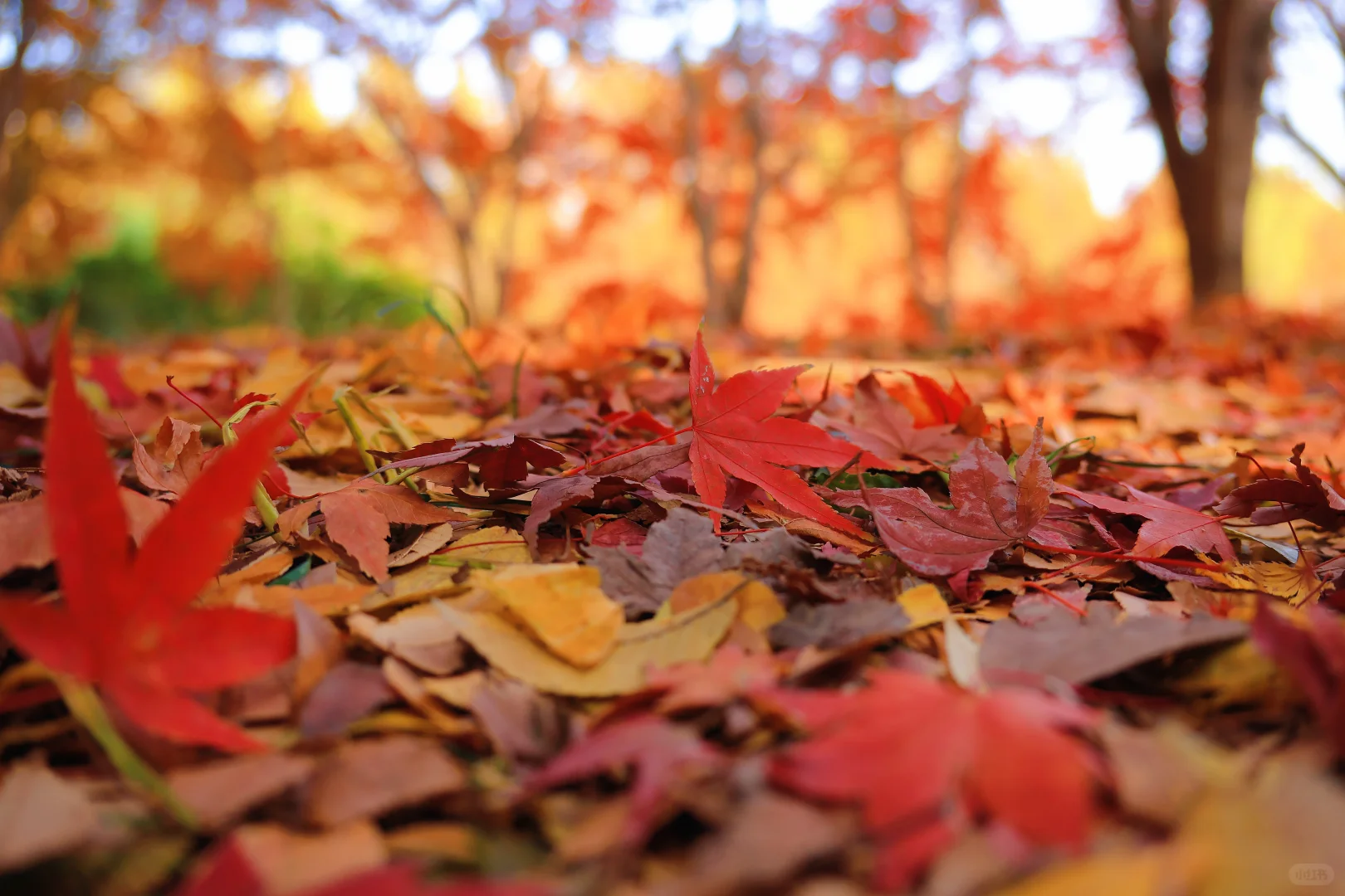 虎丘湿地公园|封神的水杉与红枫🍁,附全攻略
