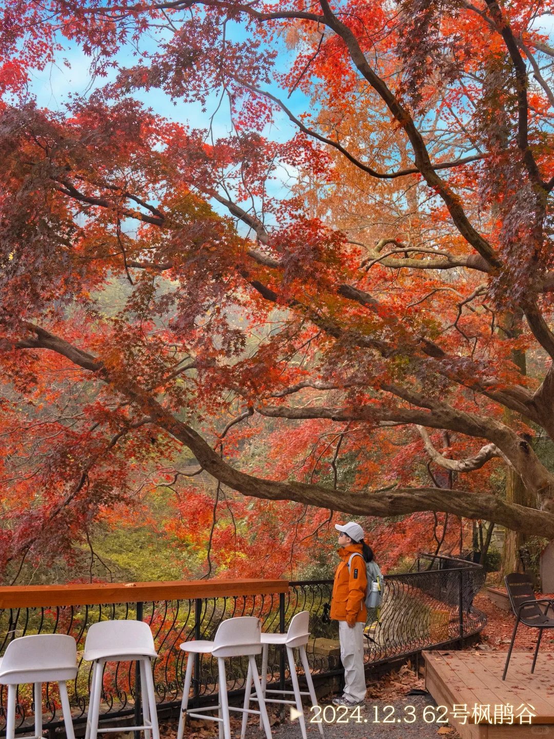 2025.11.20|莫干山的秋天红枫🍁杀疯了‼️