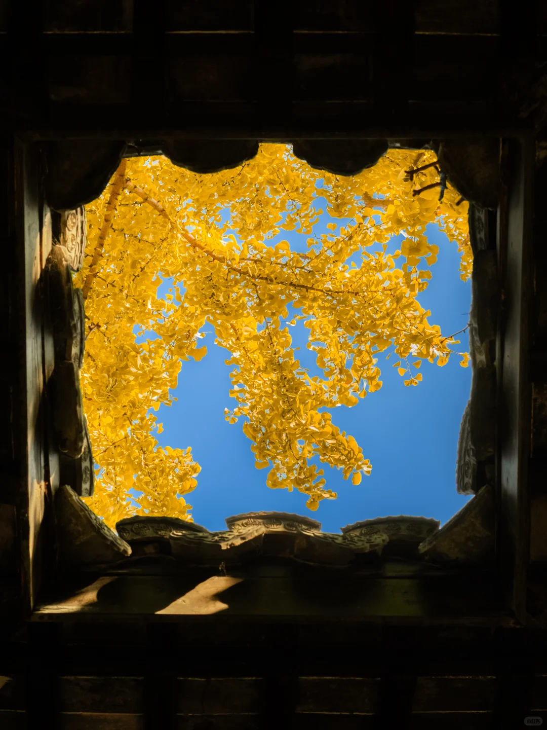 我以为苏州的秋天够美了，直到我来了无锡