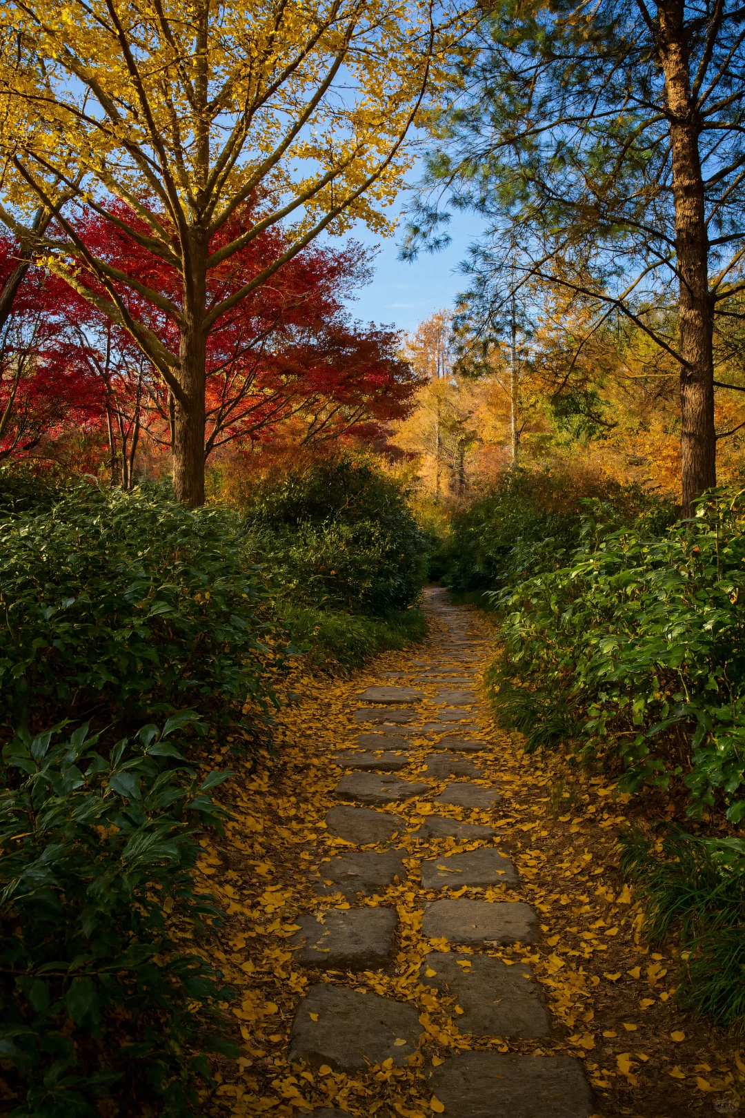 四明山绝了！秋天被它拿捏了