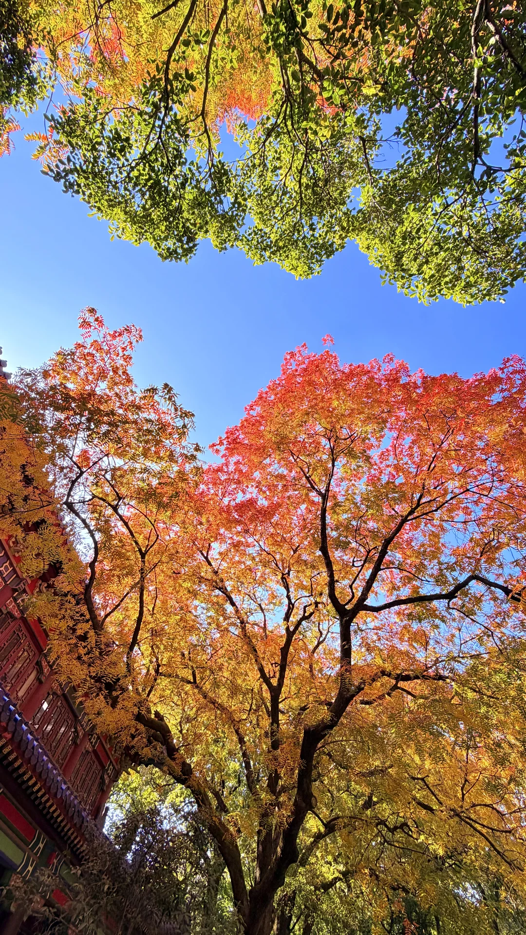 南京灵谷寺，苦等一年，终于看到了彩虹树！！！！