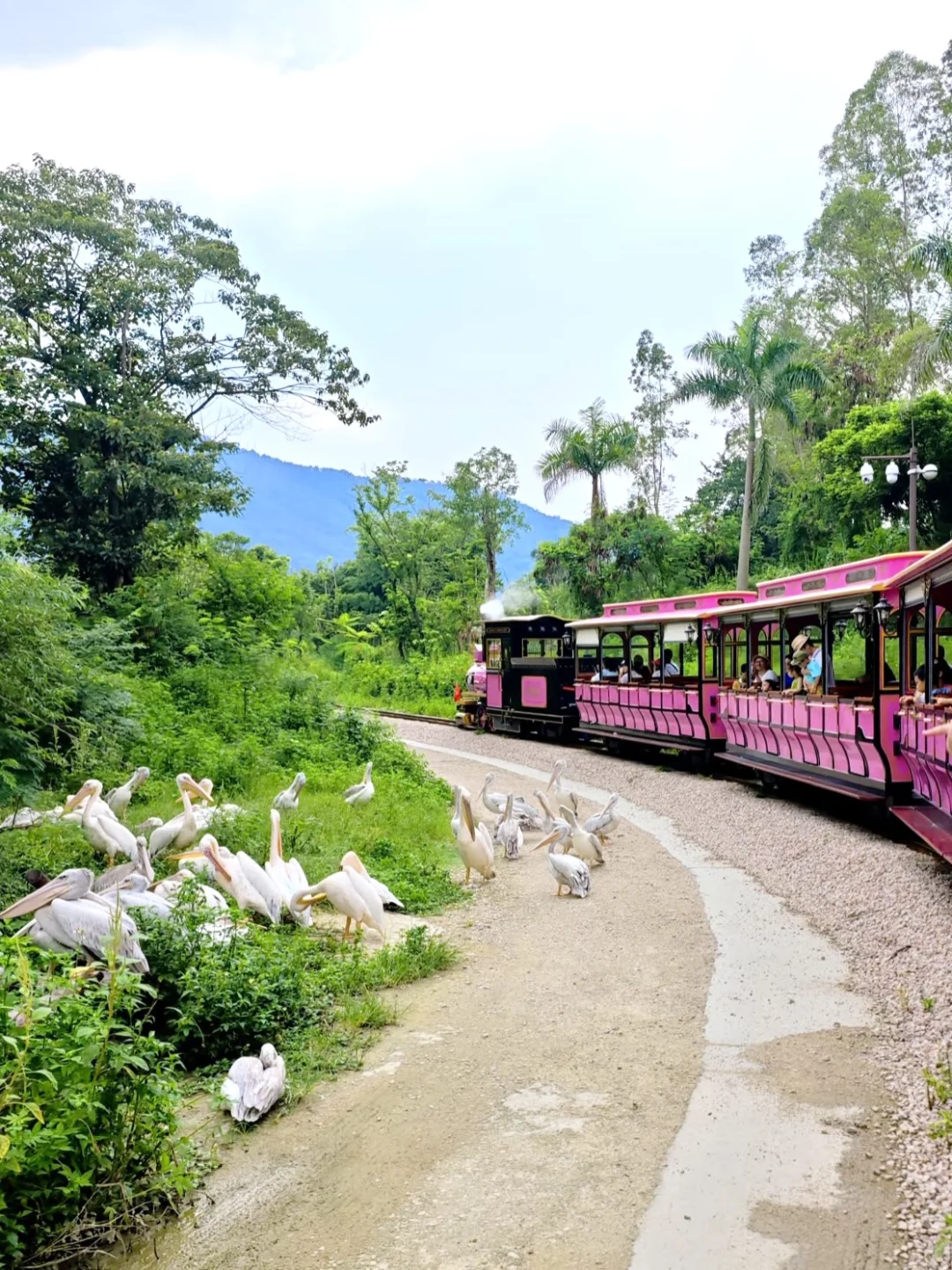 宝妈狂喜‼️清远长隆3人畅玩低至￥948🔥