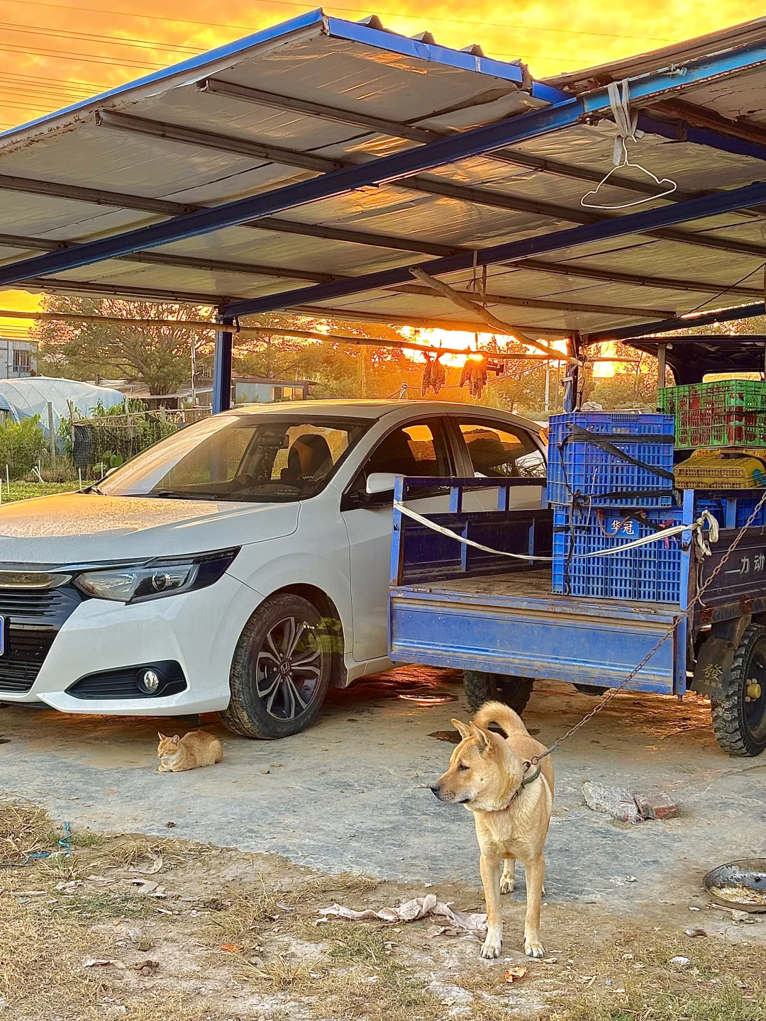 自由的风🏞️🌳🍃