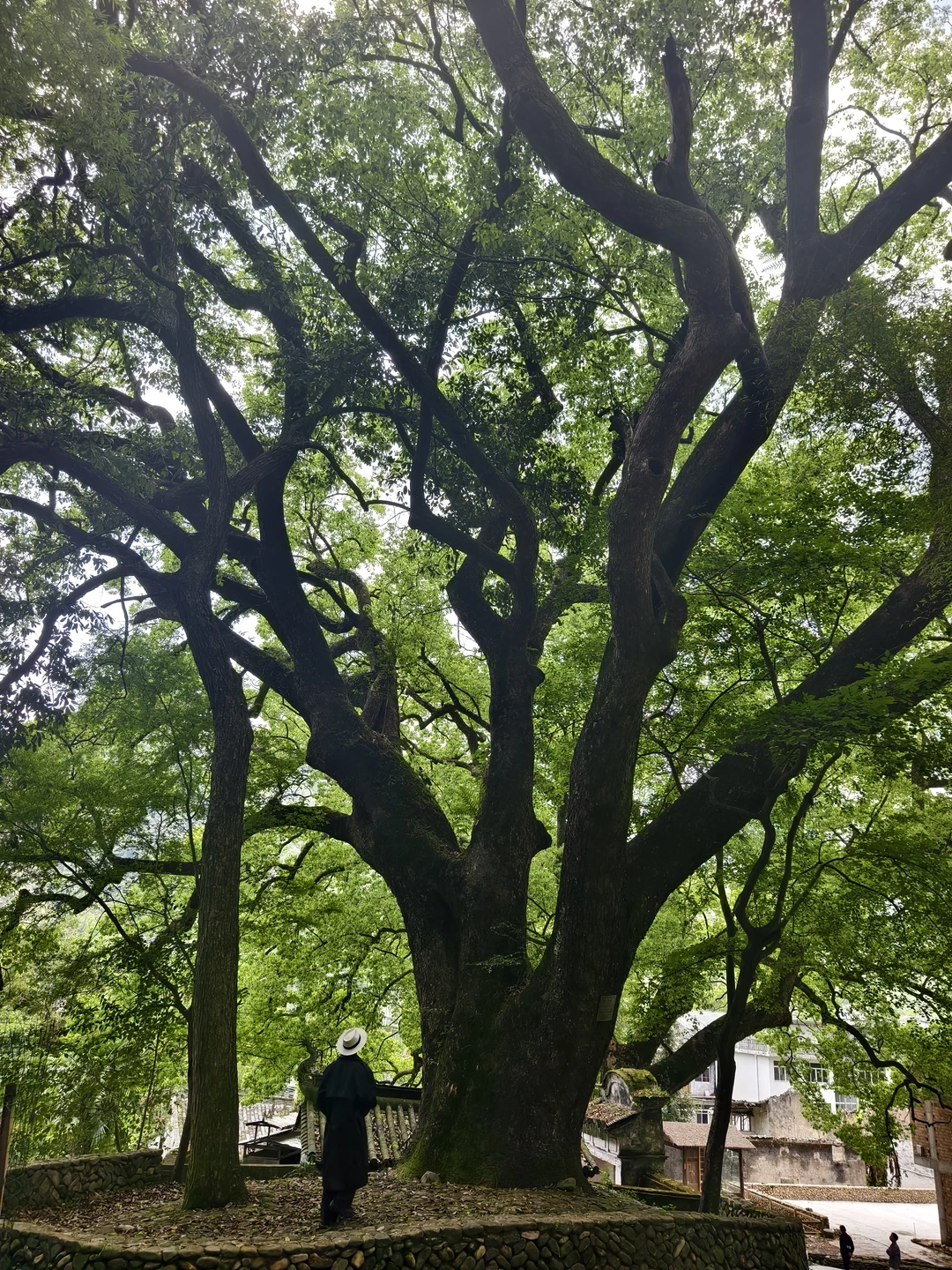 live图我宣布！小红书跟风打卡最成功的一次