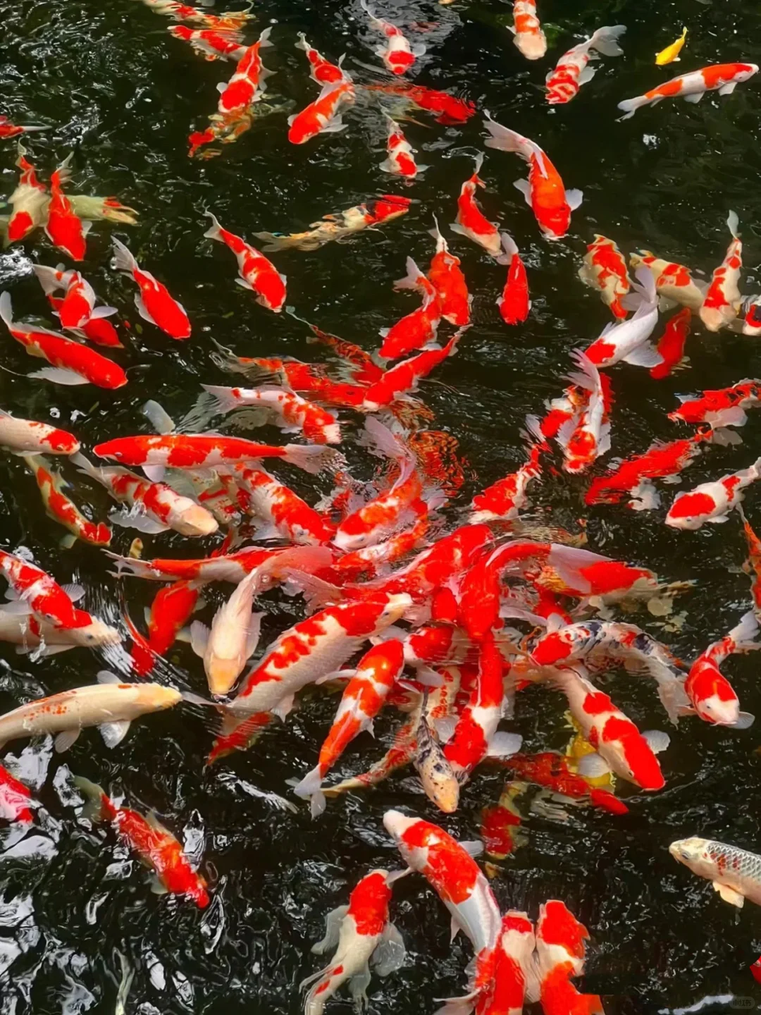 来一趟杭州吹一吹西湖的晚风