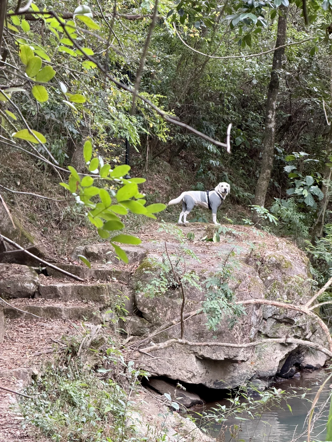 你问我厦门同安遛狗有多爽？ 如图所示！！