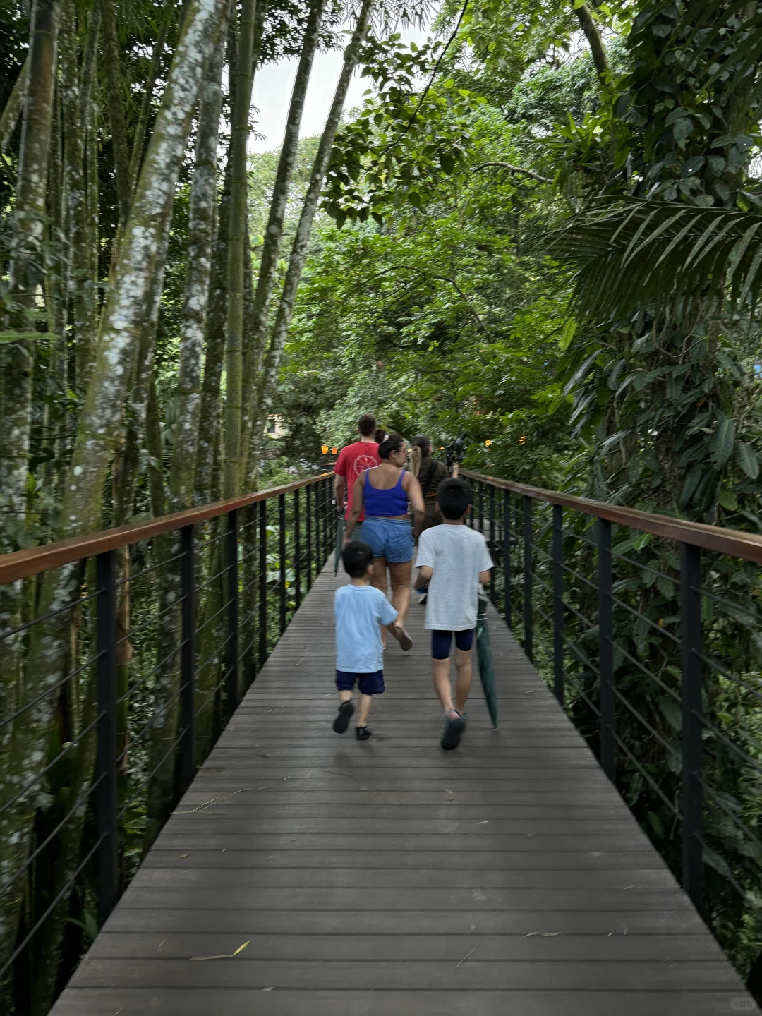 在哥斯达黎加住进了热带雨林是什么感受！