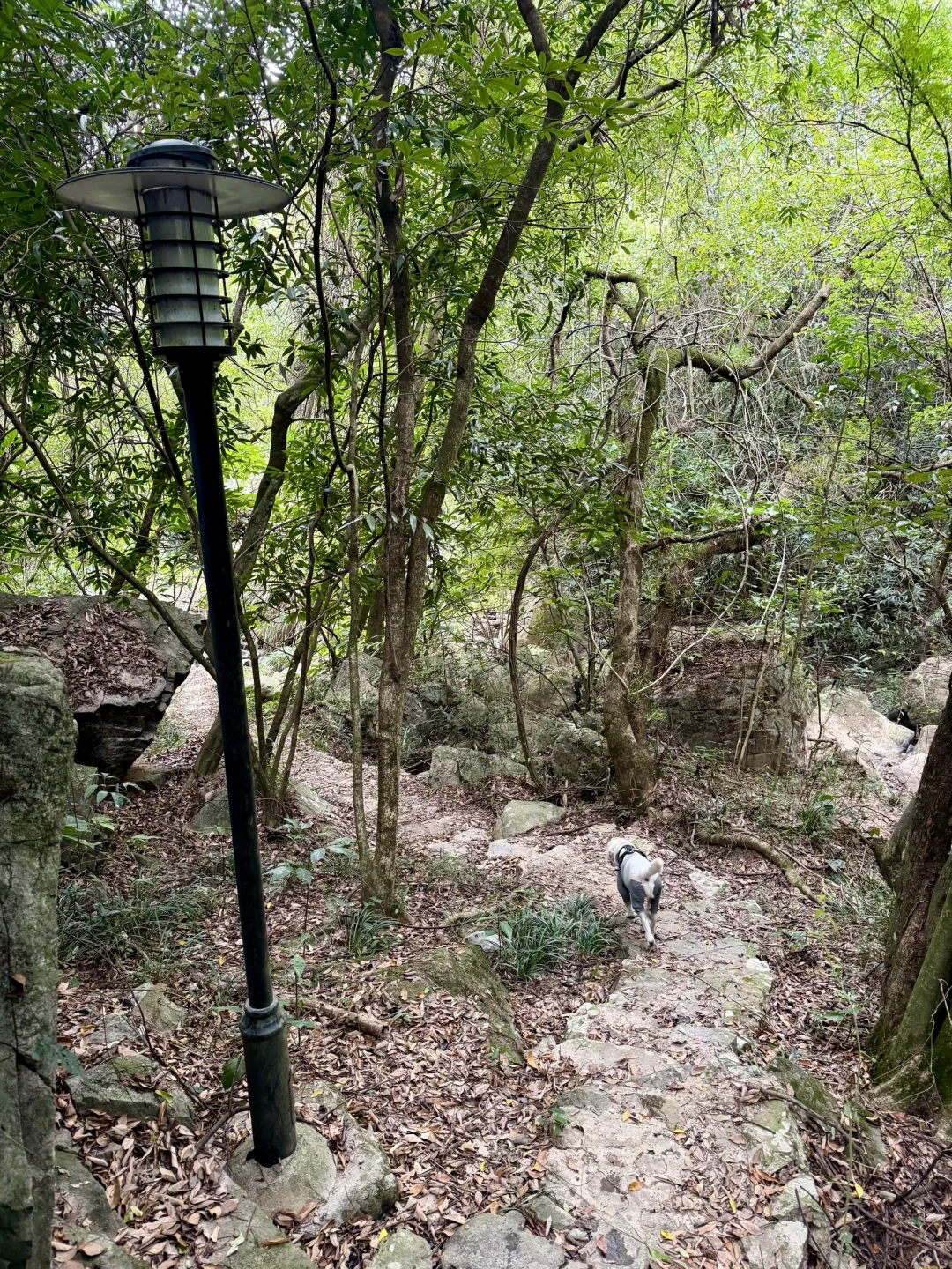 你问我厦门同安遛狗有多爽？ 如图所示！！