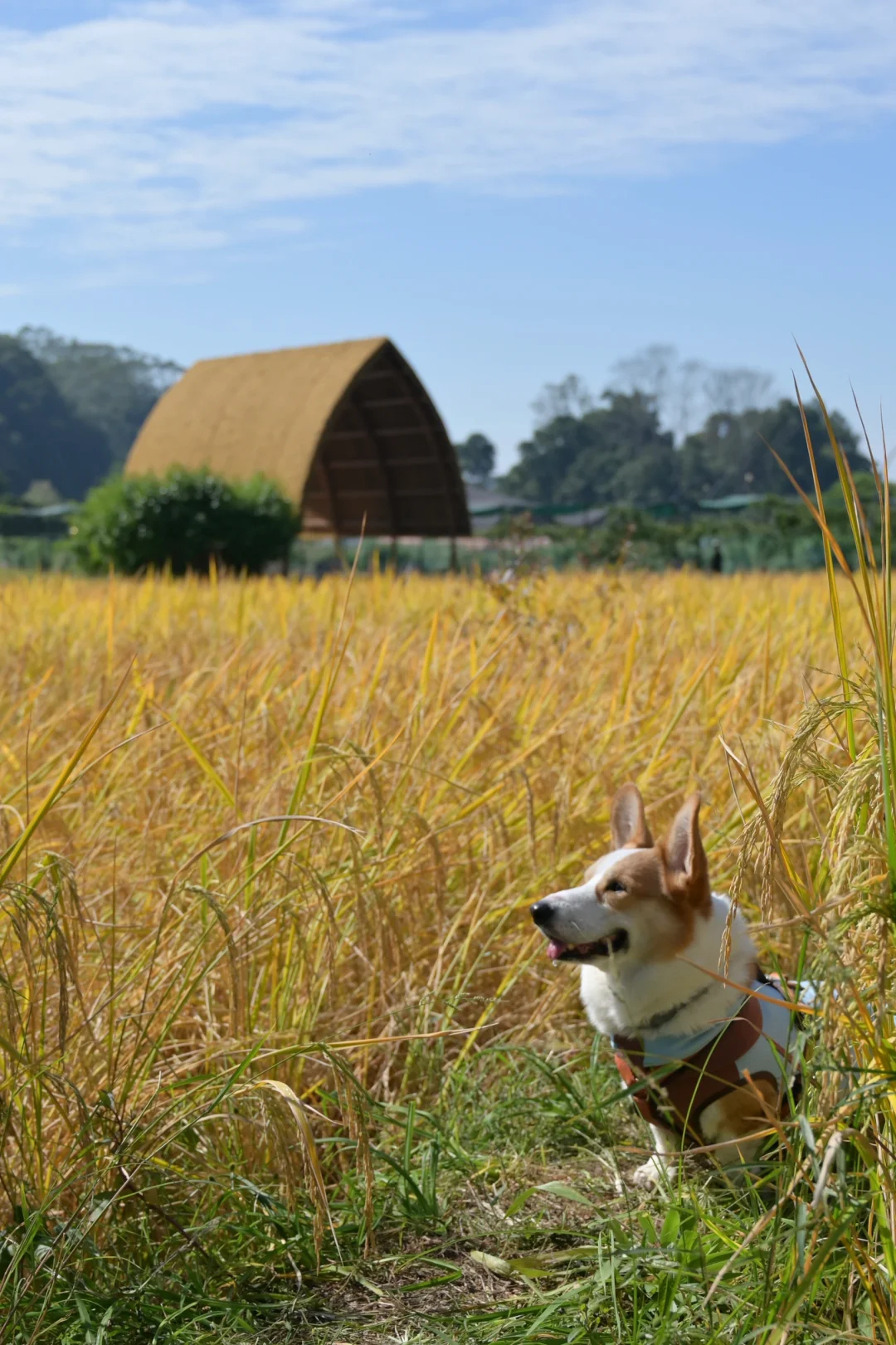 广州从化｜天人山水｜周末遛狗