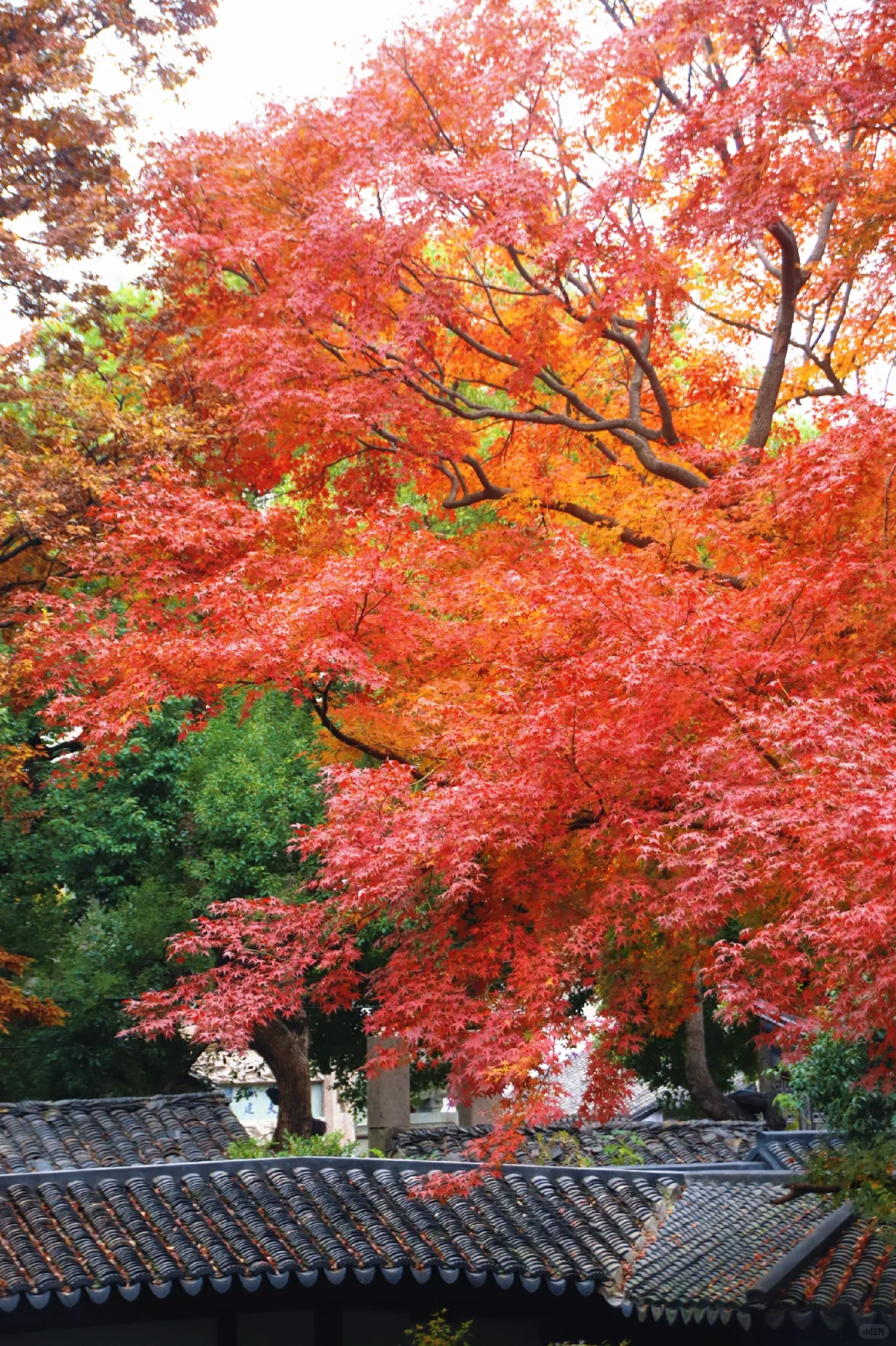 这个季节的惠山古镇，谁来了都要驻足欣赏