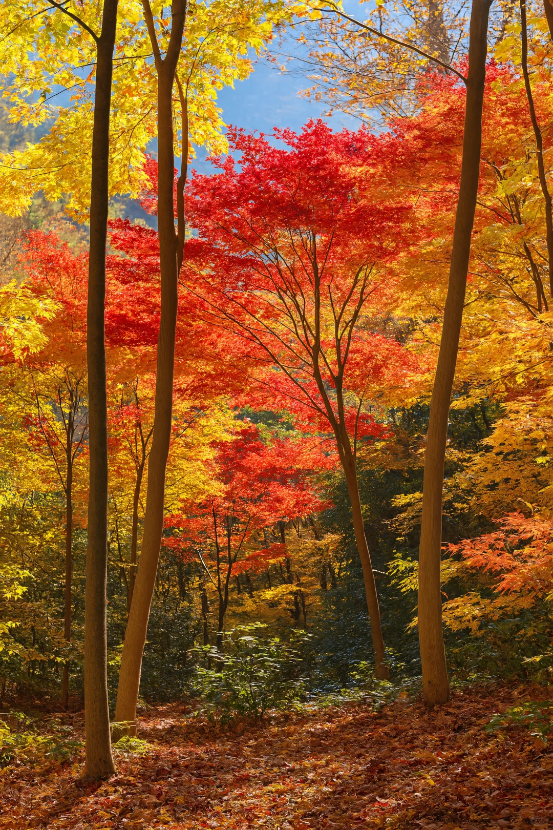 四明山绝了！秋天被它拿捏了