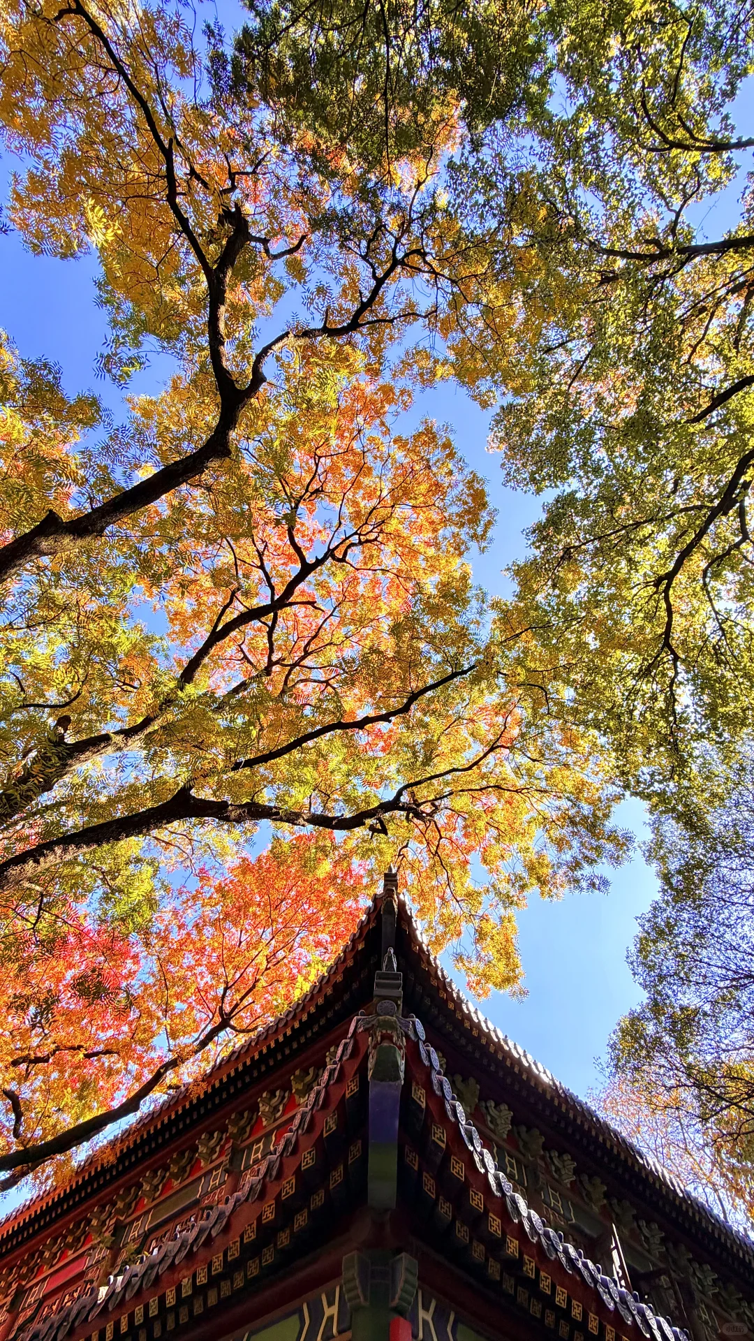 南京灵谷寺，苦等一年，终于看到了彩虹树！！！！